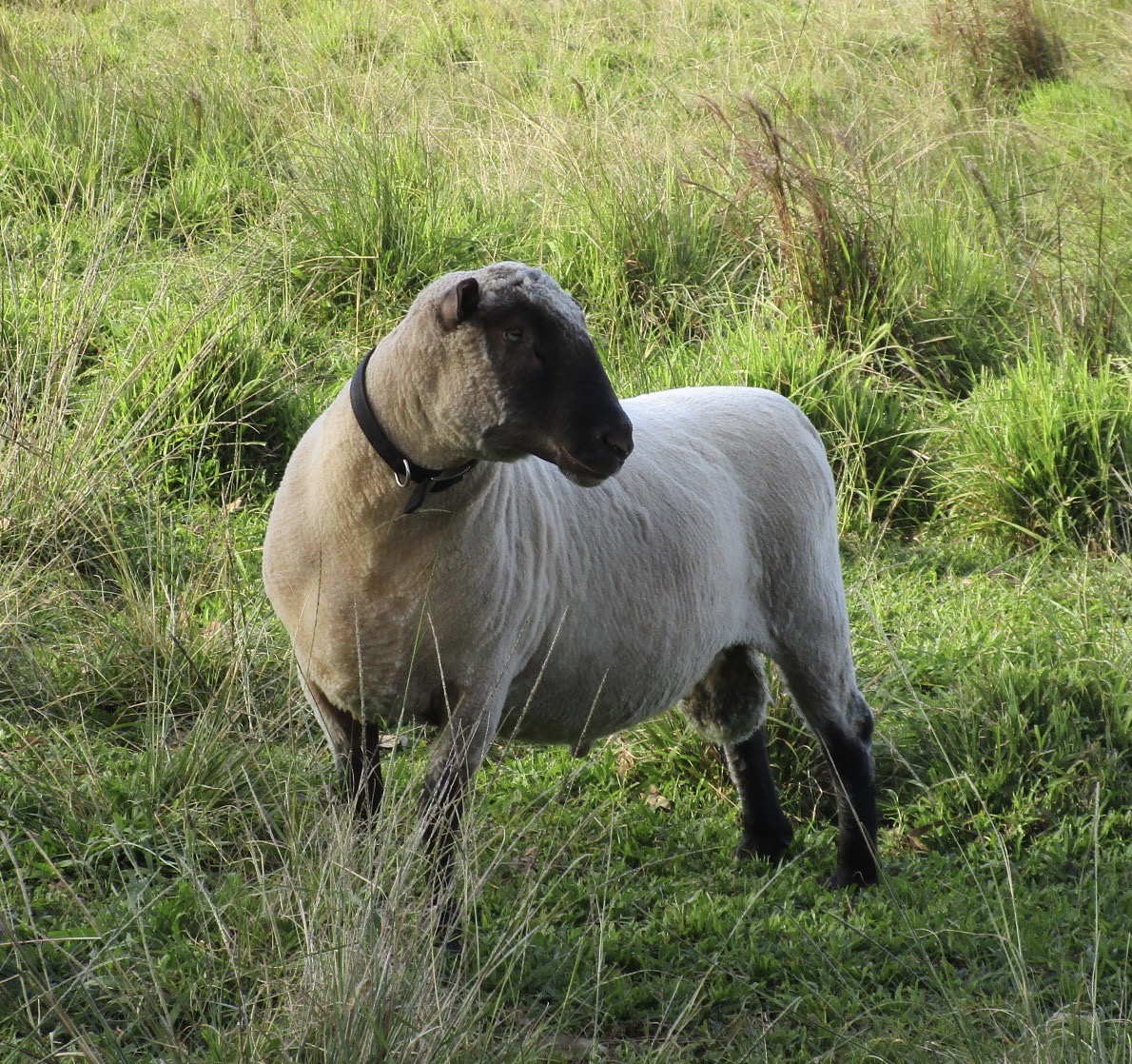 Akia, a young Clun ram