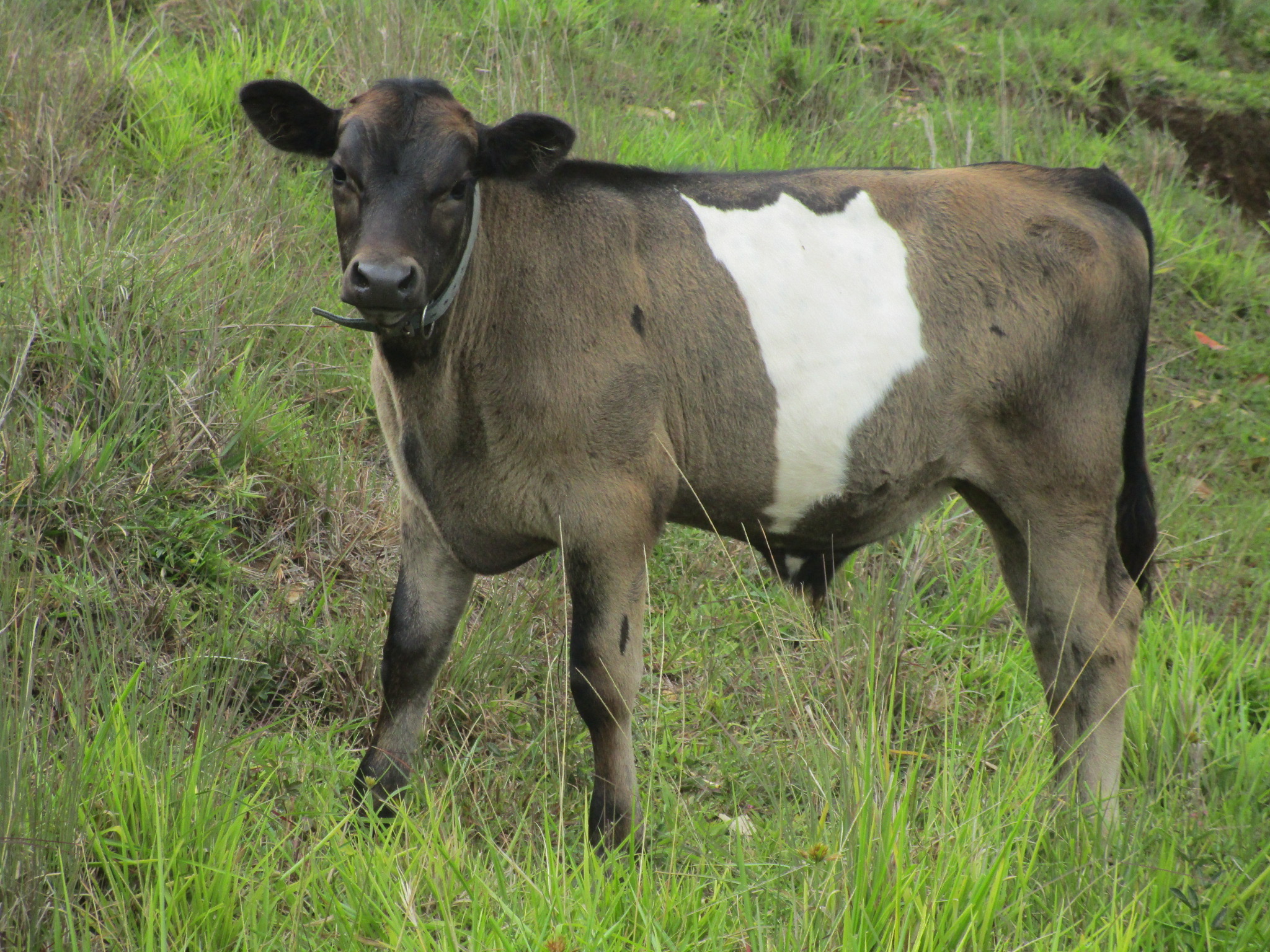 Dairy Calf