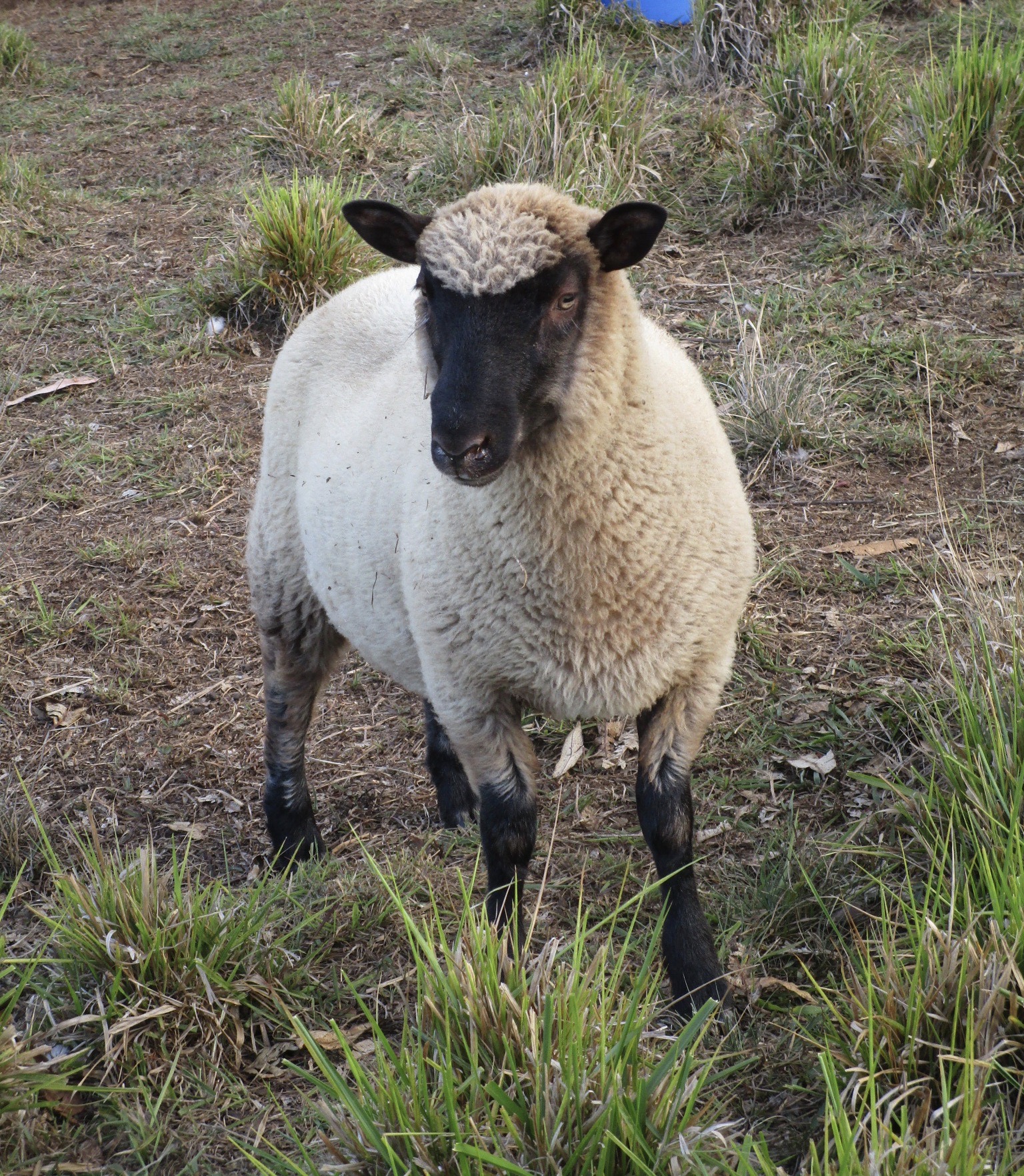 Little lamb