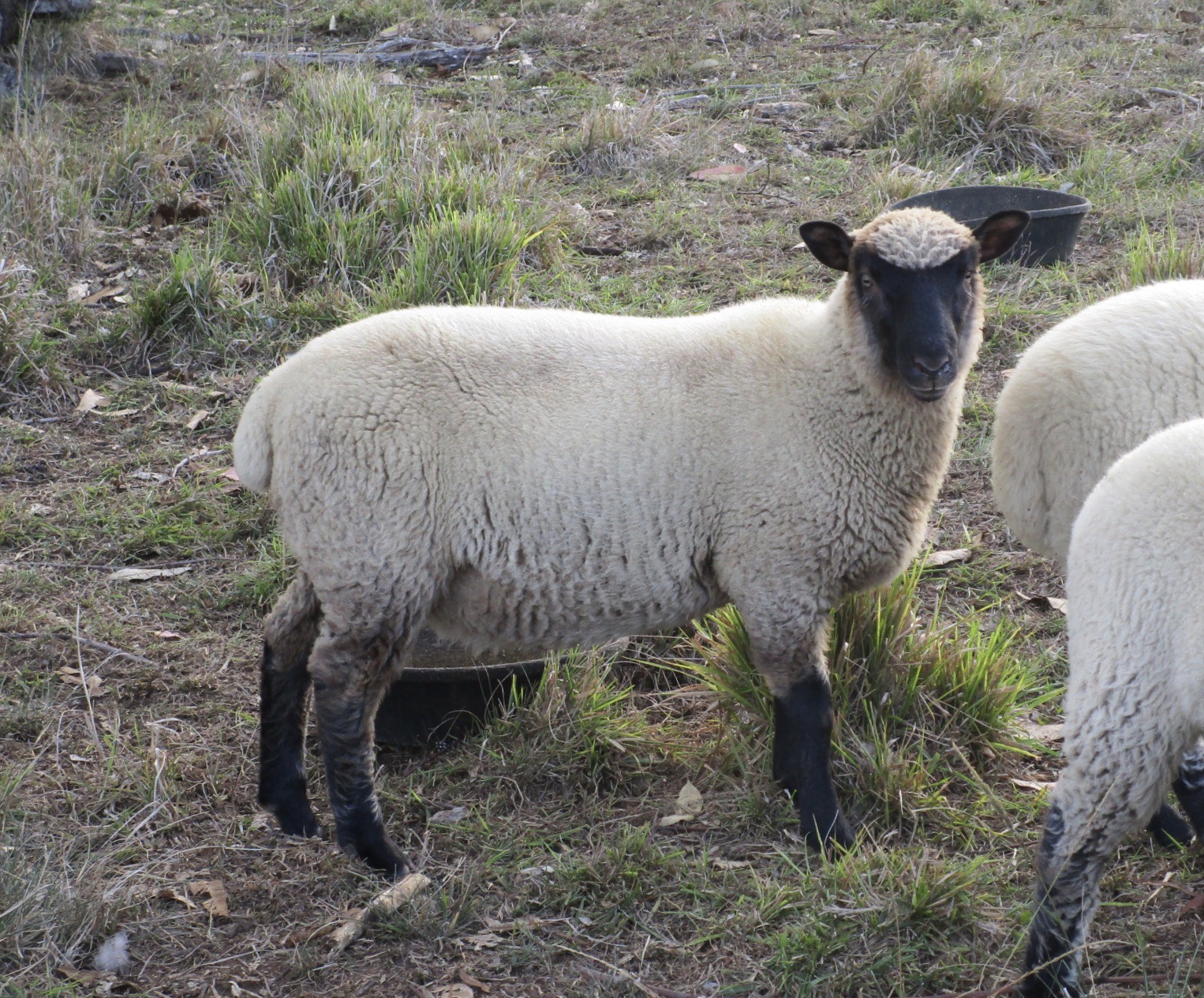 Little lamb