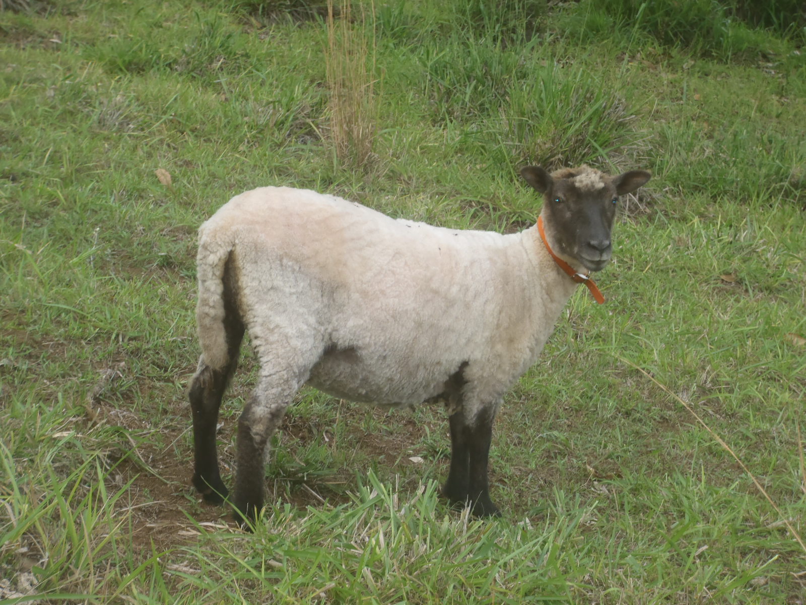 A photo of Fern after she was sheared.