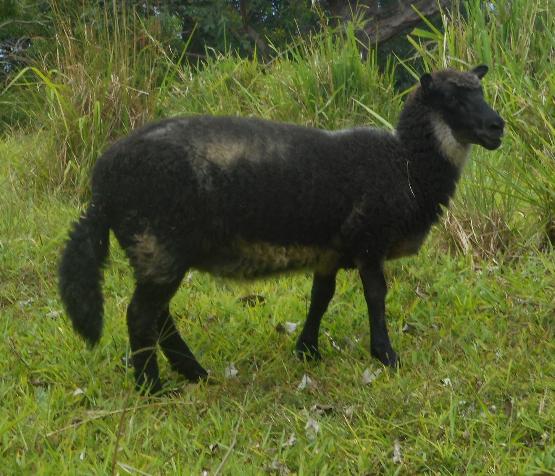 Filaree's Ewe Lamb