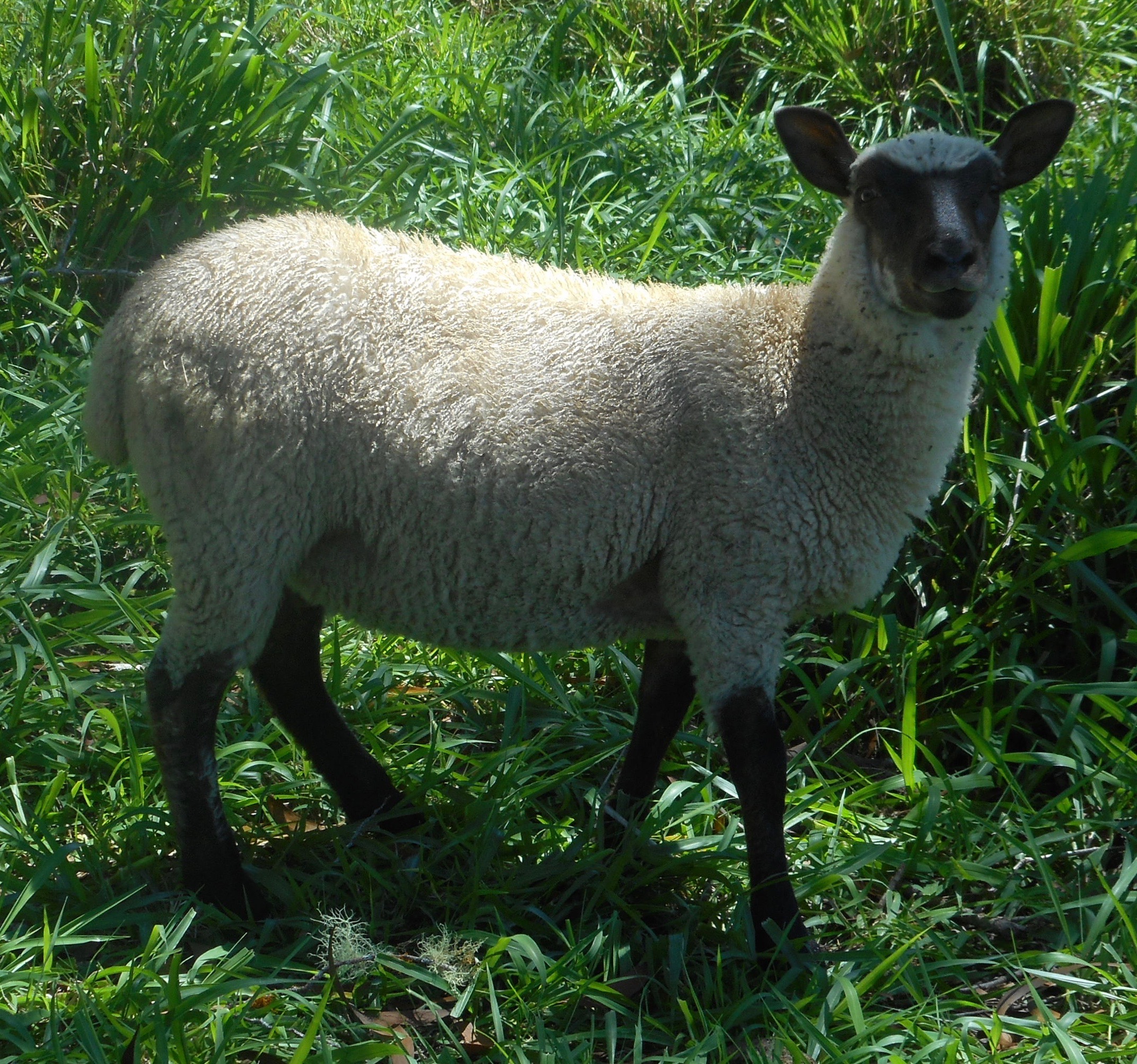 Ewe lamb