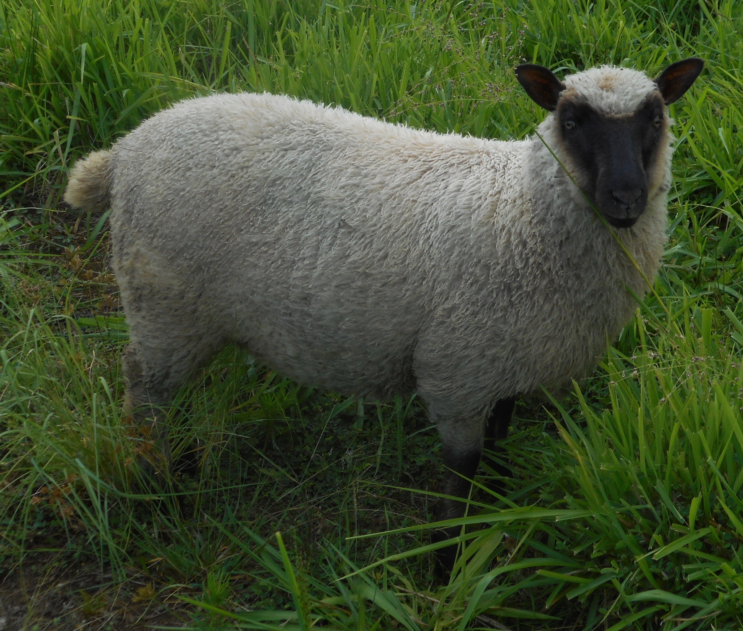 May's Ewe Lamb