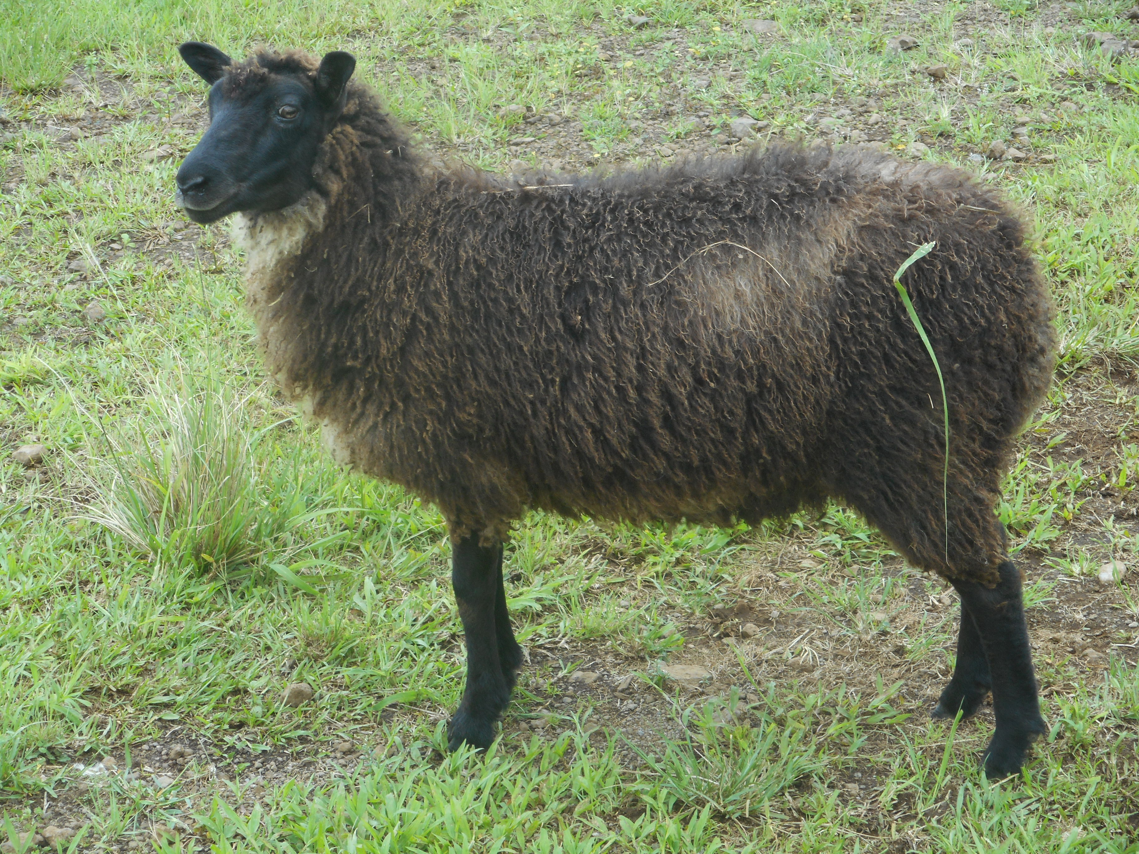 Fen's Ewe Lamb