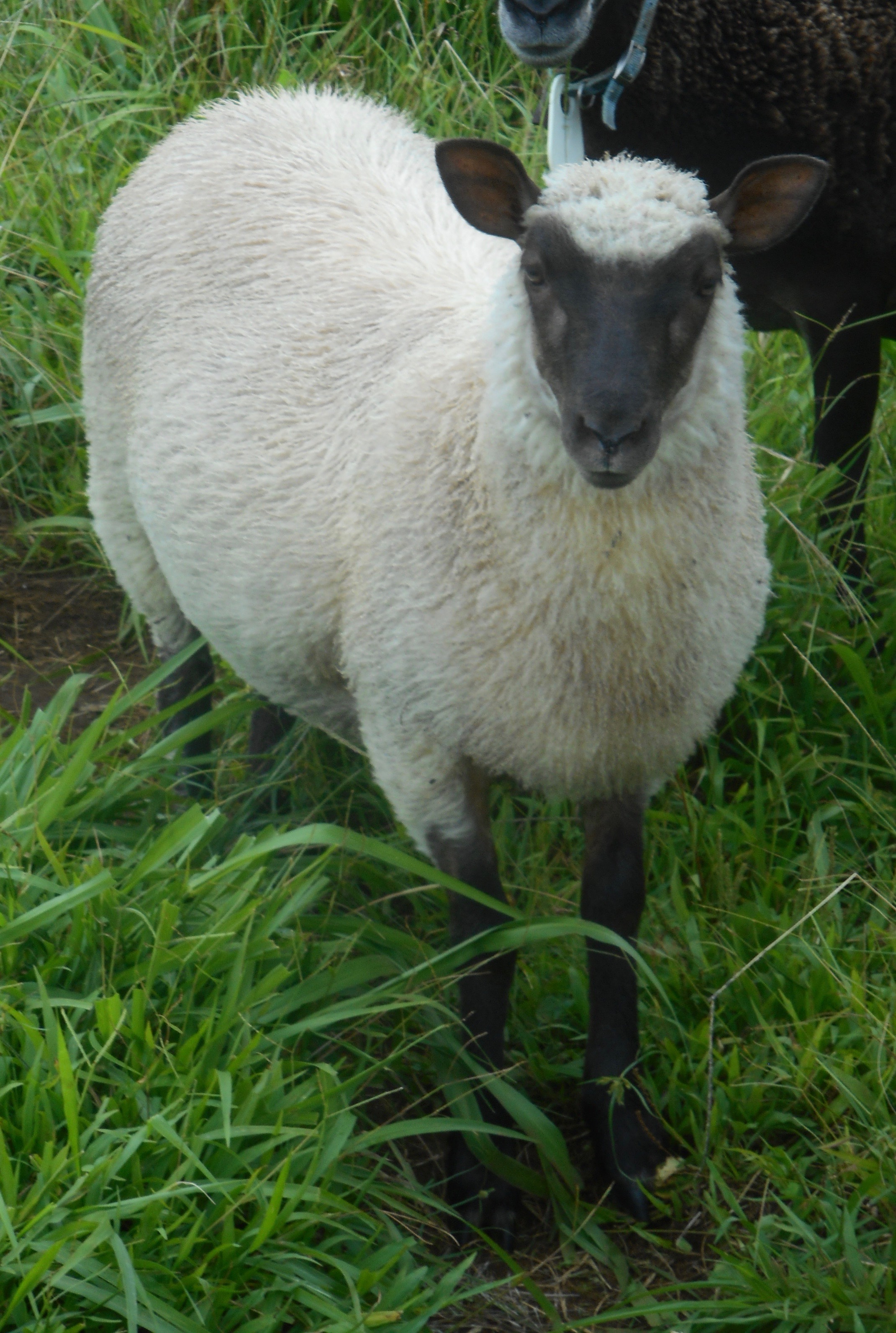 Vanilla Chip's ewe lamb