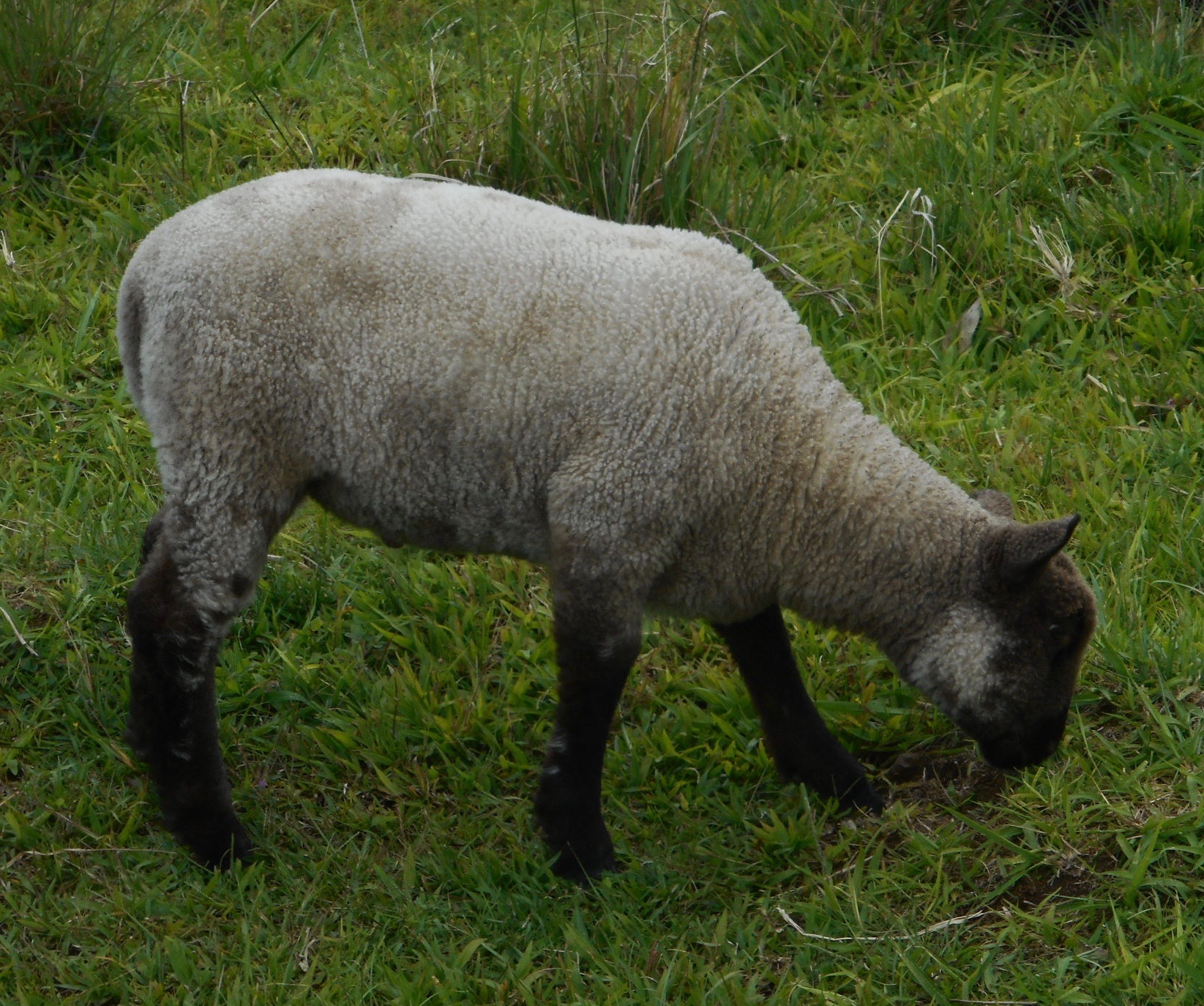 Lacy's ram lamb