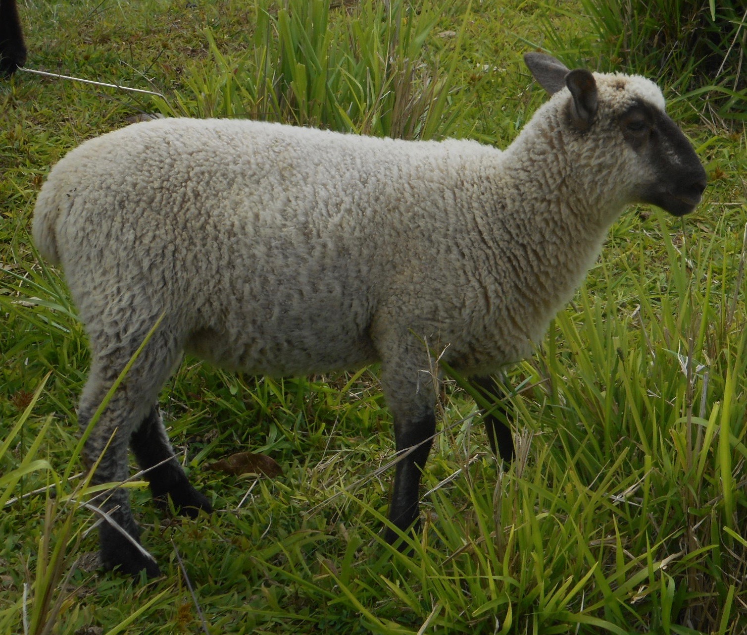 Latte's ewe lamb