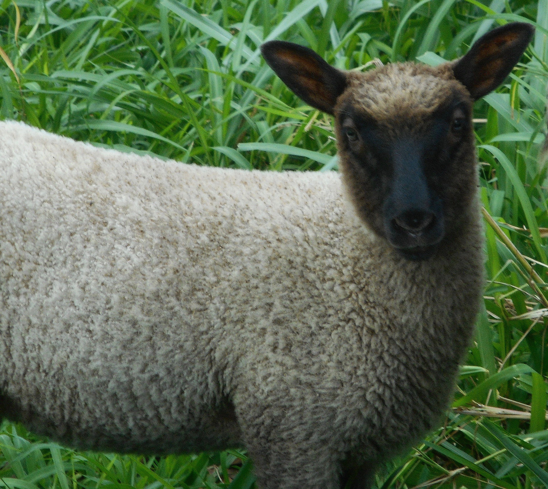 Ewe lamb