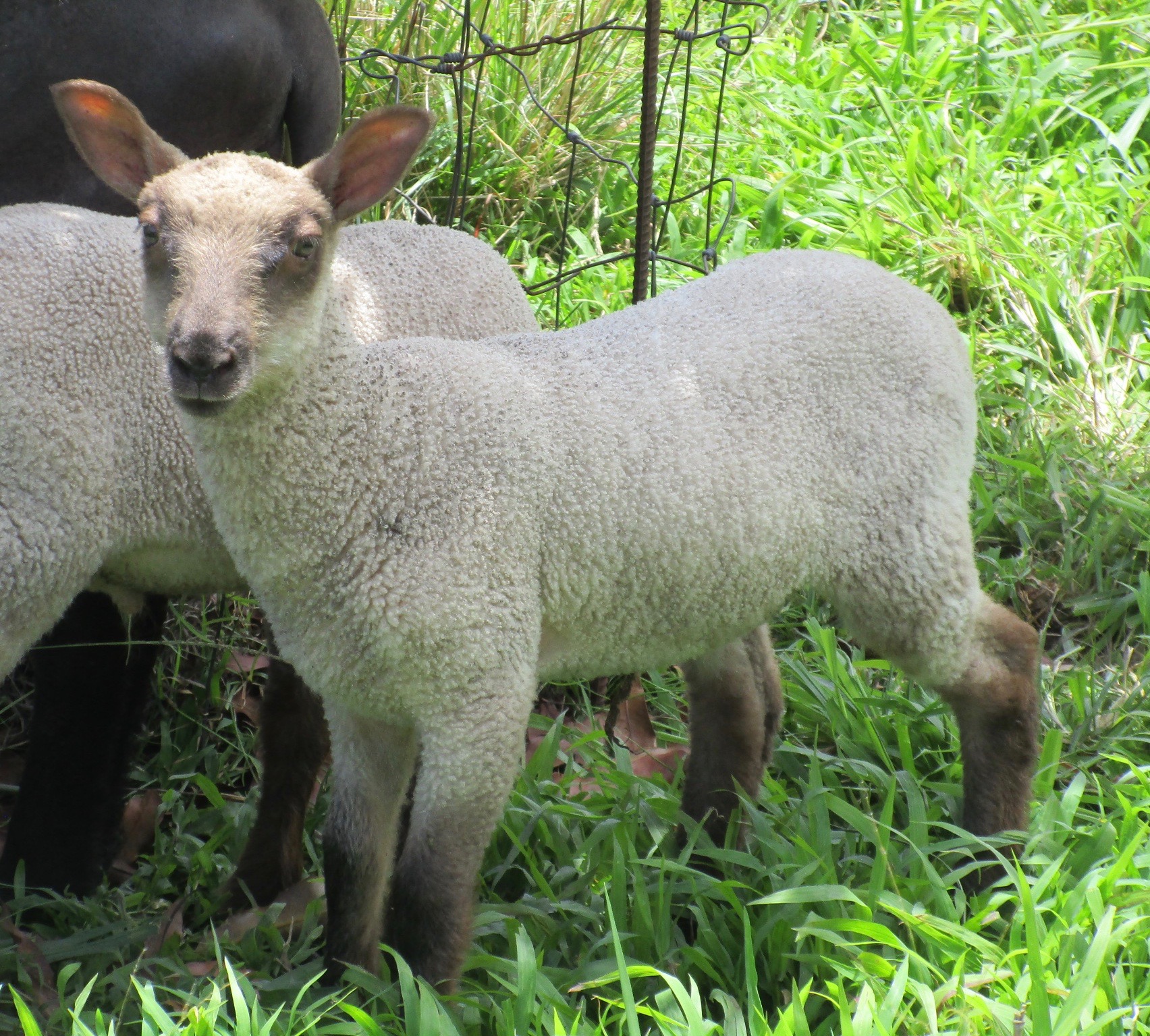 Photo of Challis's ram lamb