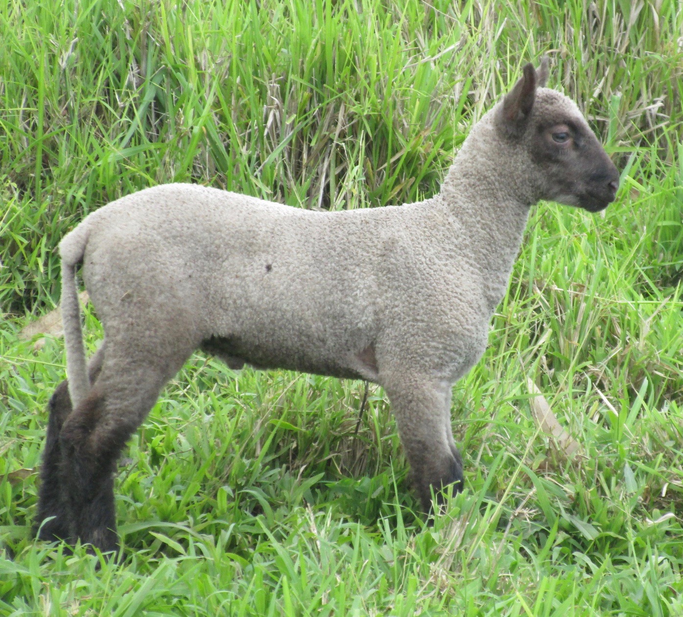 Ram lamb#1