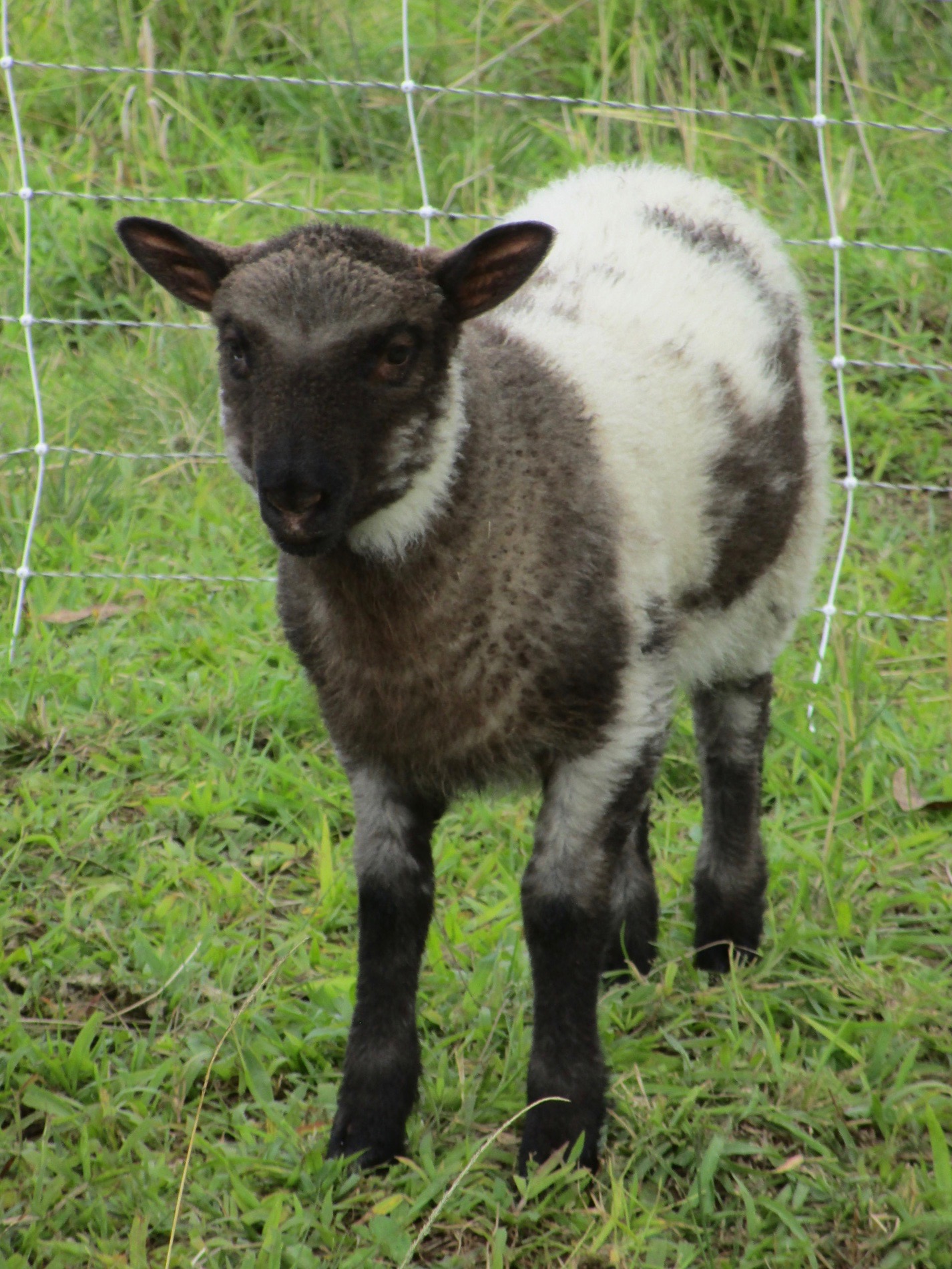 June's ewe