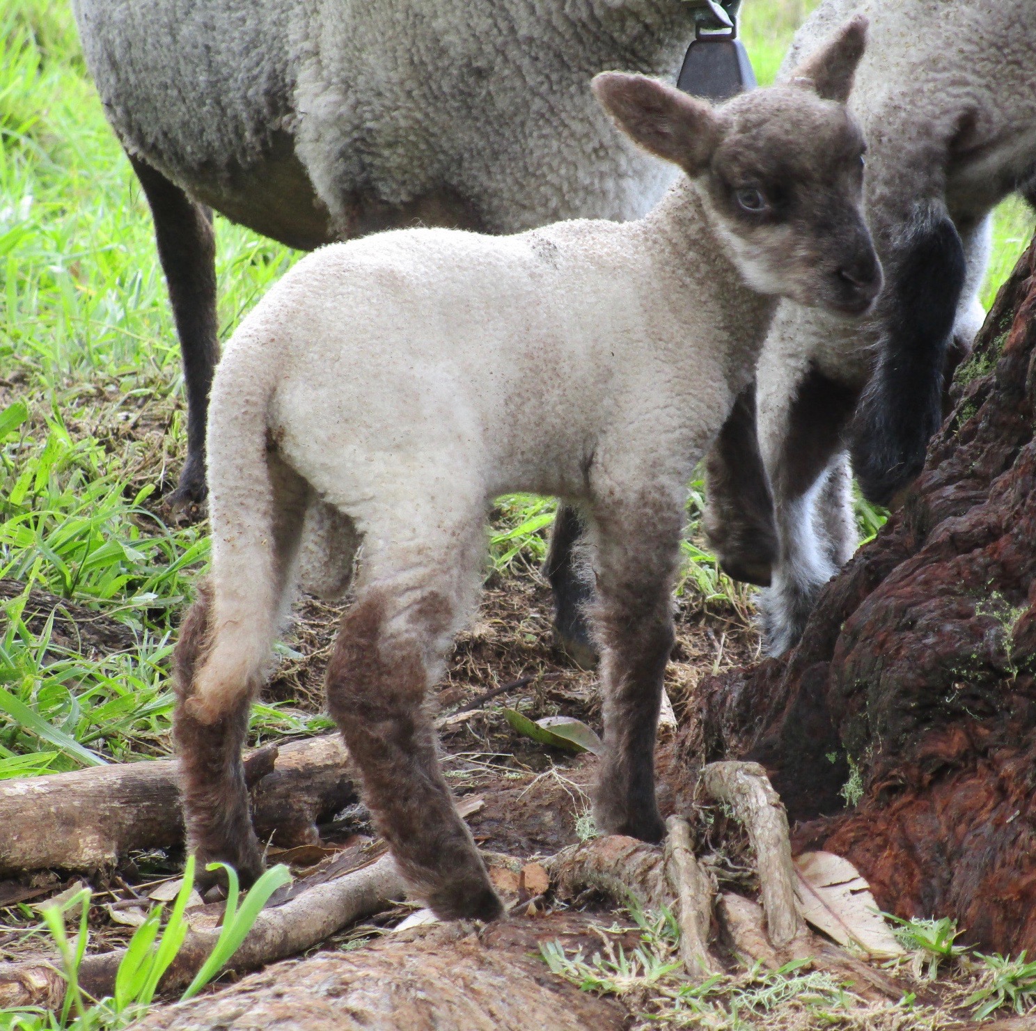 Ram lamb#2