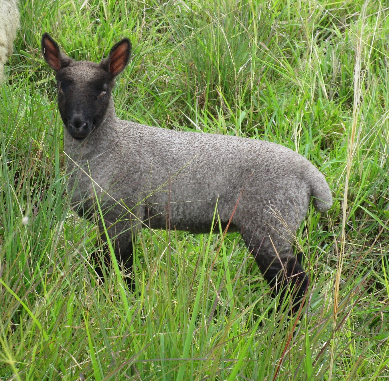 Filleta's ewe at 3 weeks old