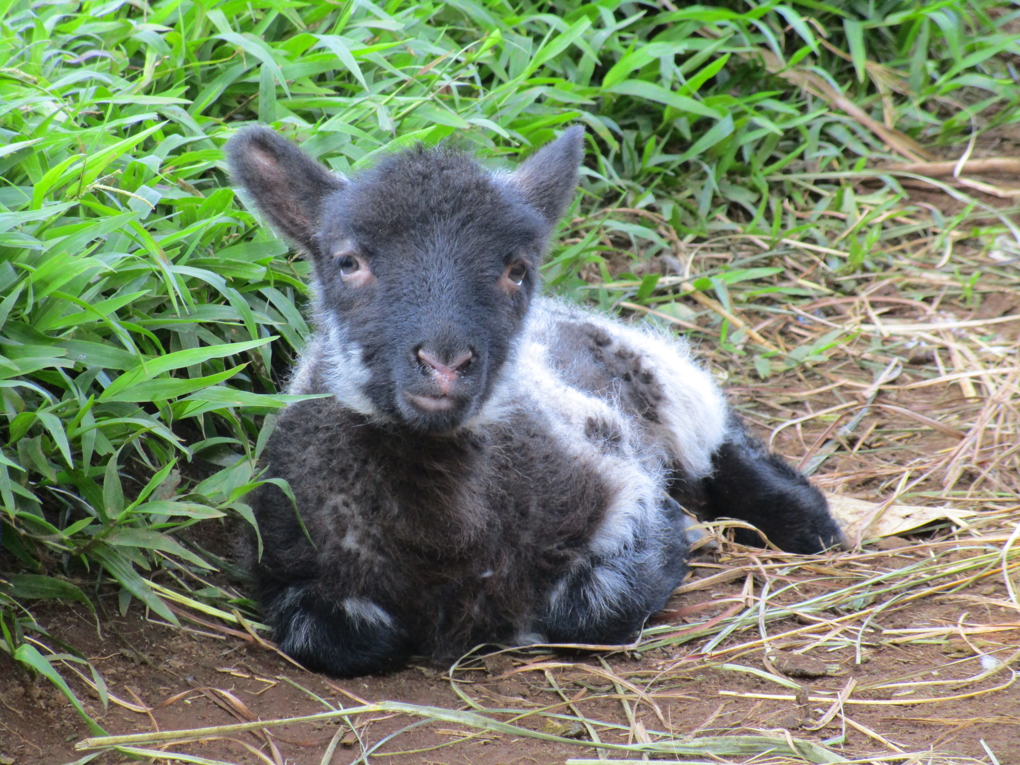 Ewe lamb at 3 days old