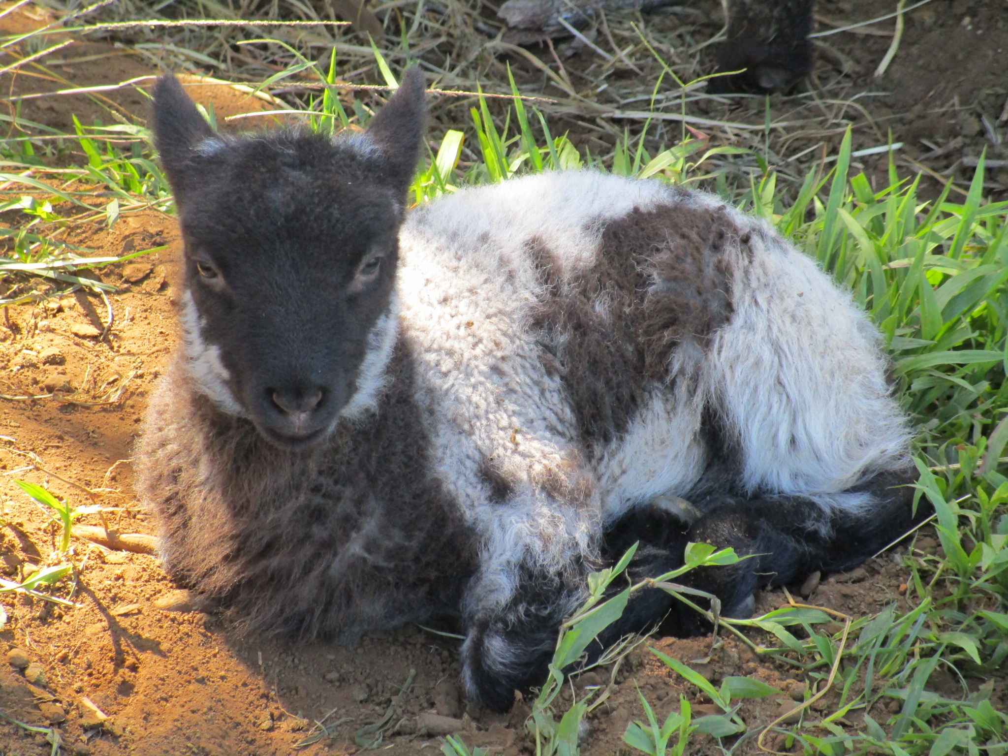 Ewe lamb at 10 days old