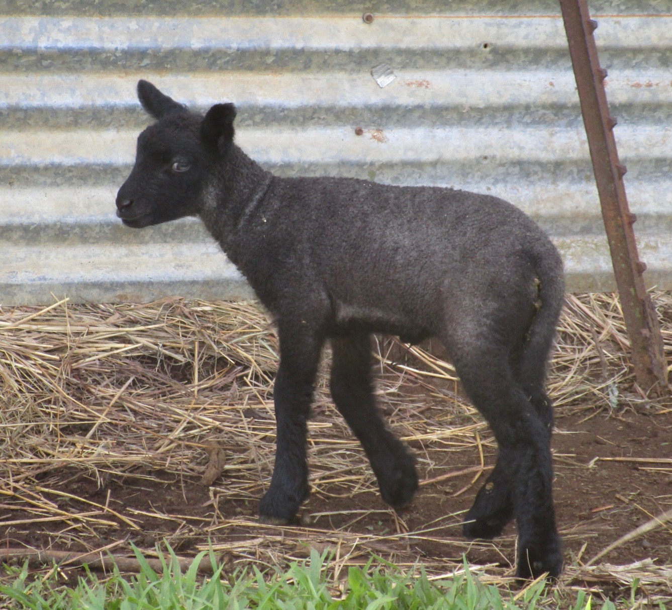 2nd born ewe lamb