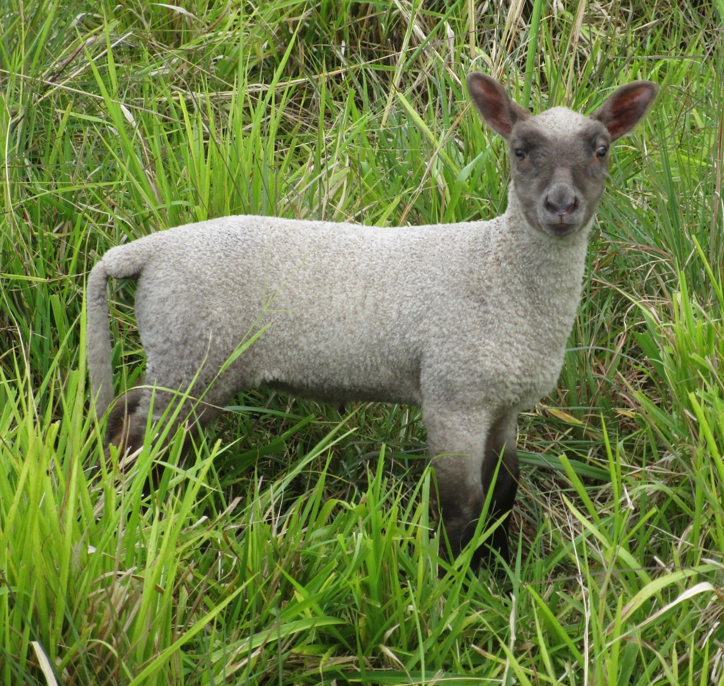 2nd born ewe at 16 days old