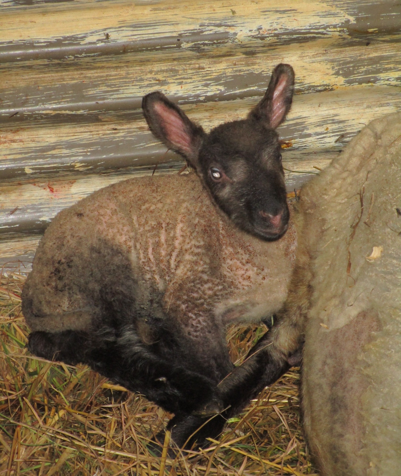 The ewe lamb at 12 hrs old