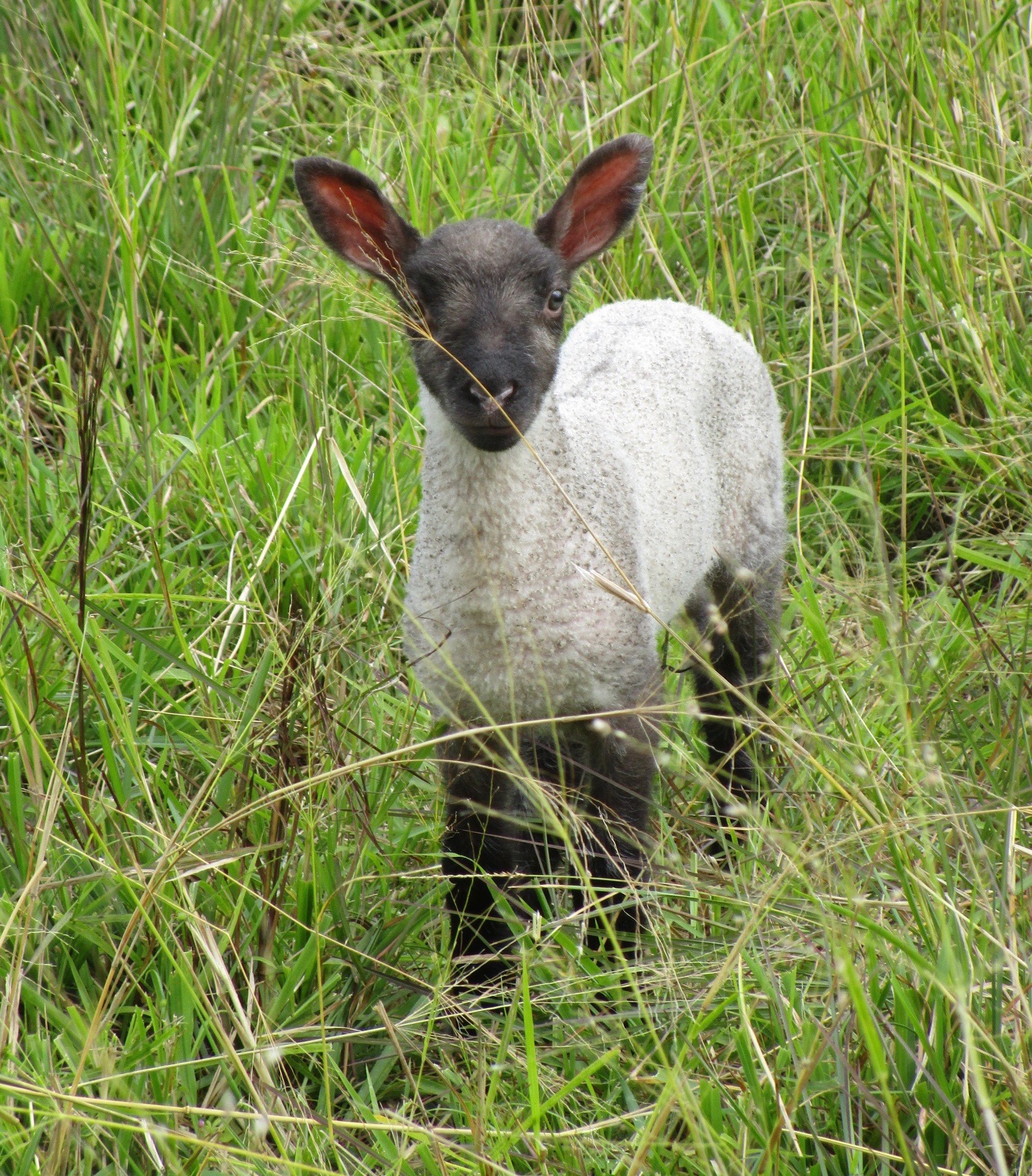 Ewe lamb at 10 days old