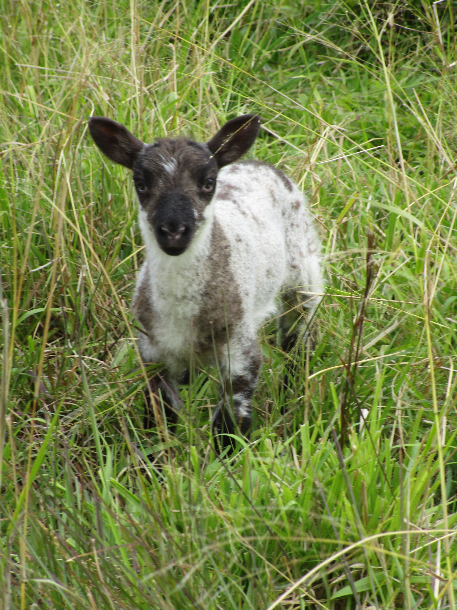 Ram lamb at 10 days old