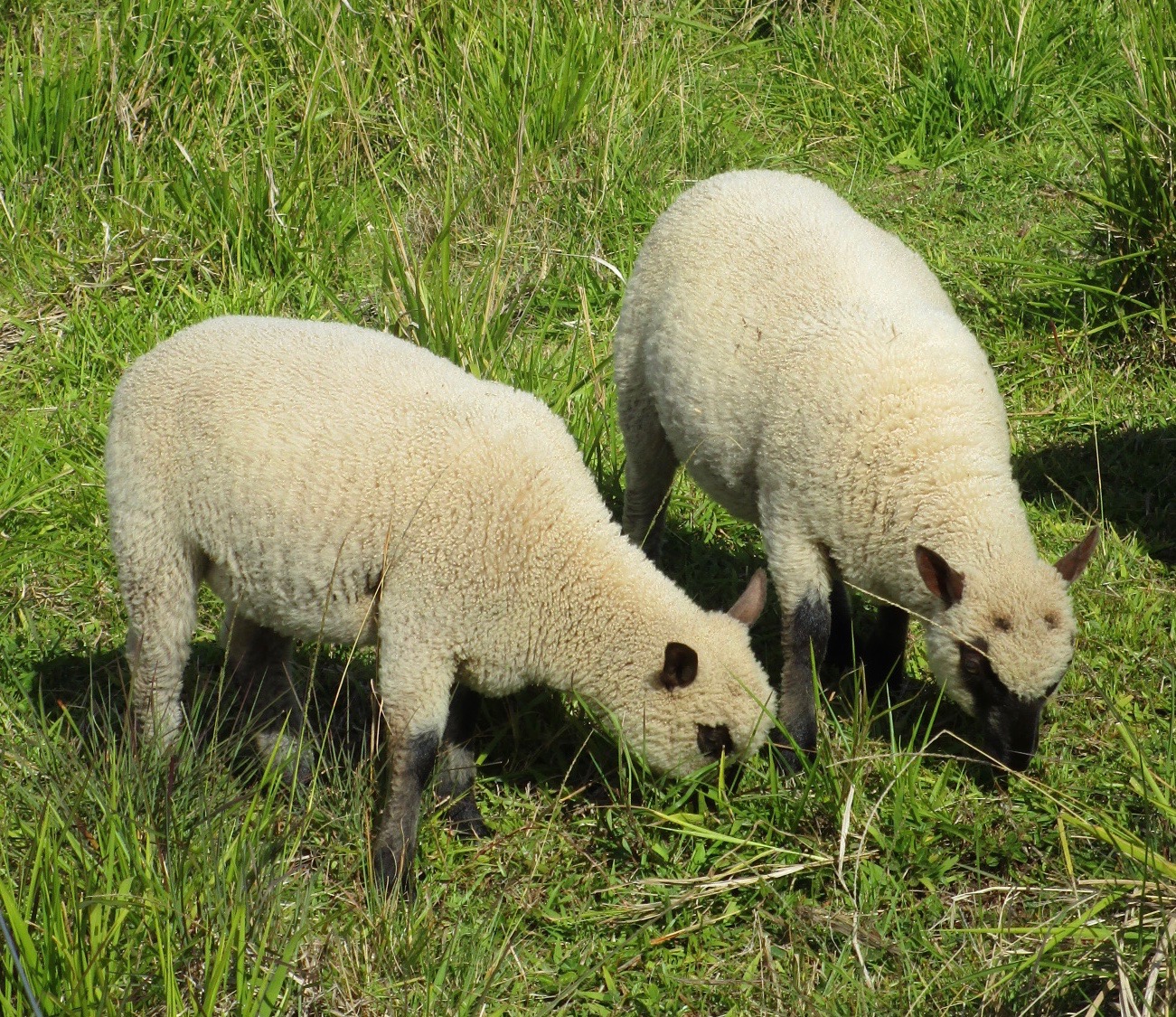 Sheep For Sale