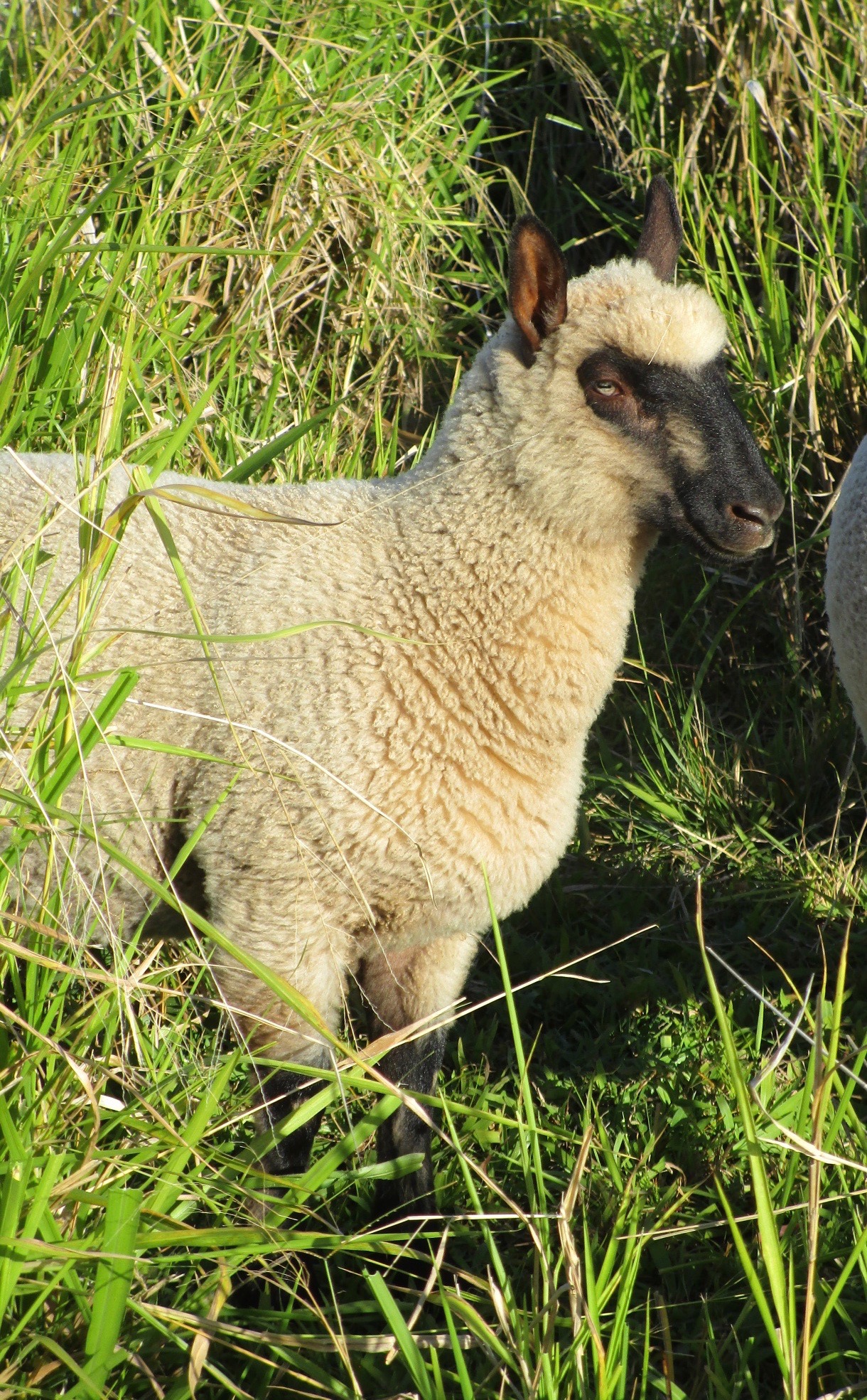 Beautiful ewe lamb