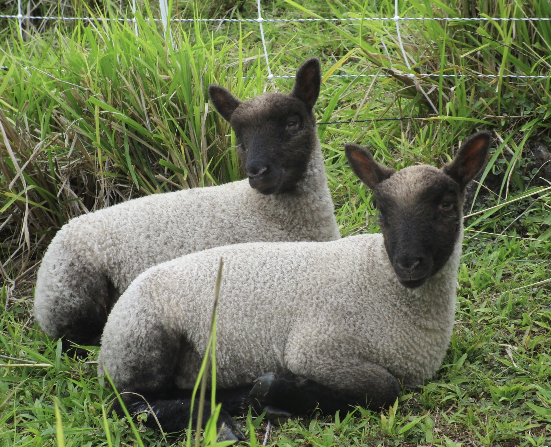 Twin Lambs