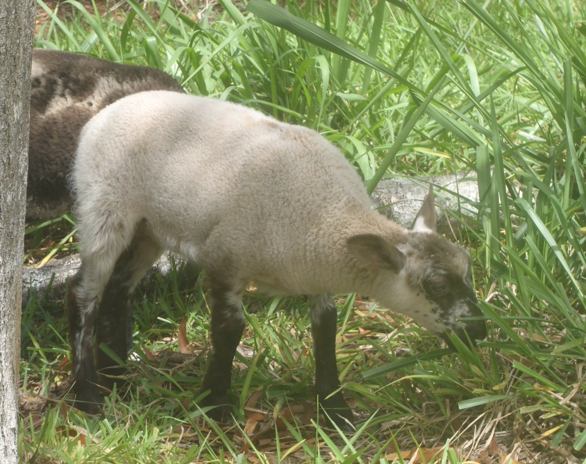 Photo of Chip's white lamb.