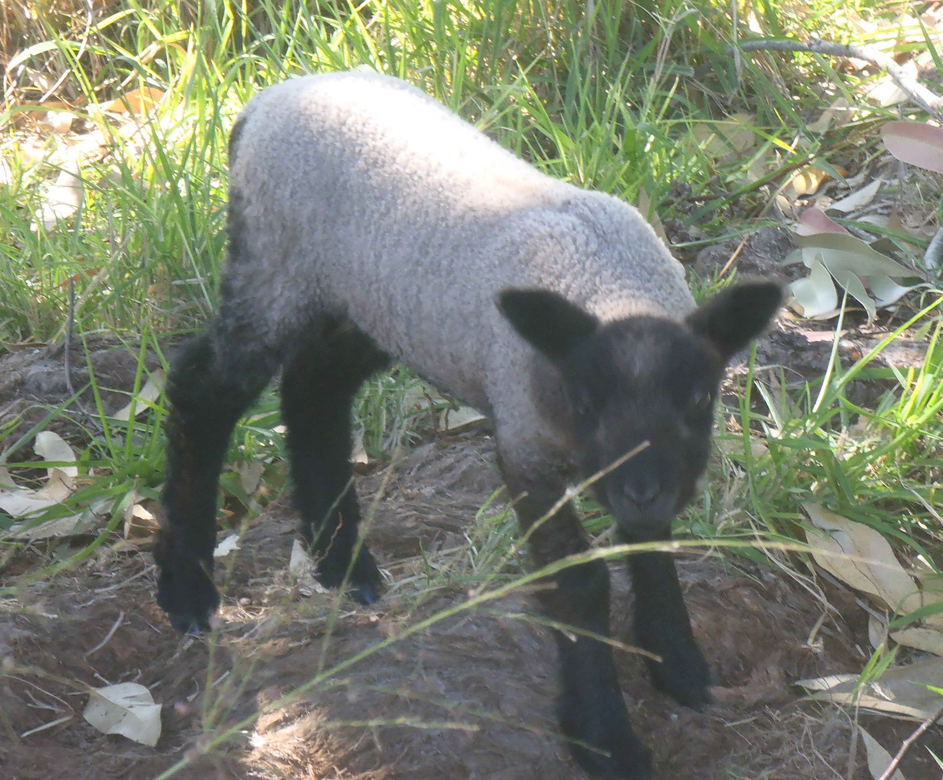 Freesia's ewe at 2 weeks old