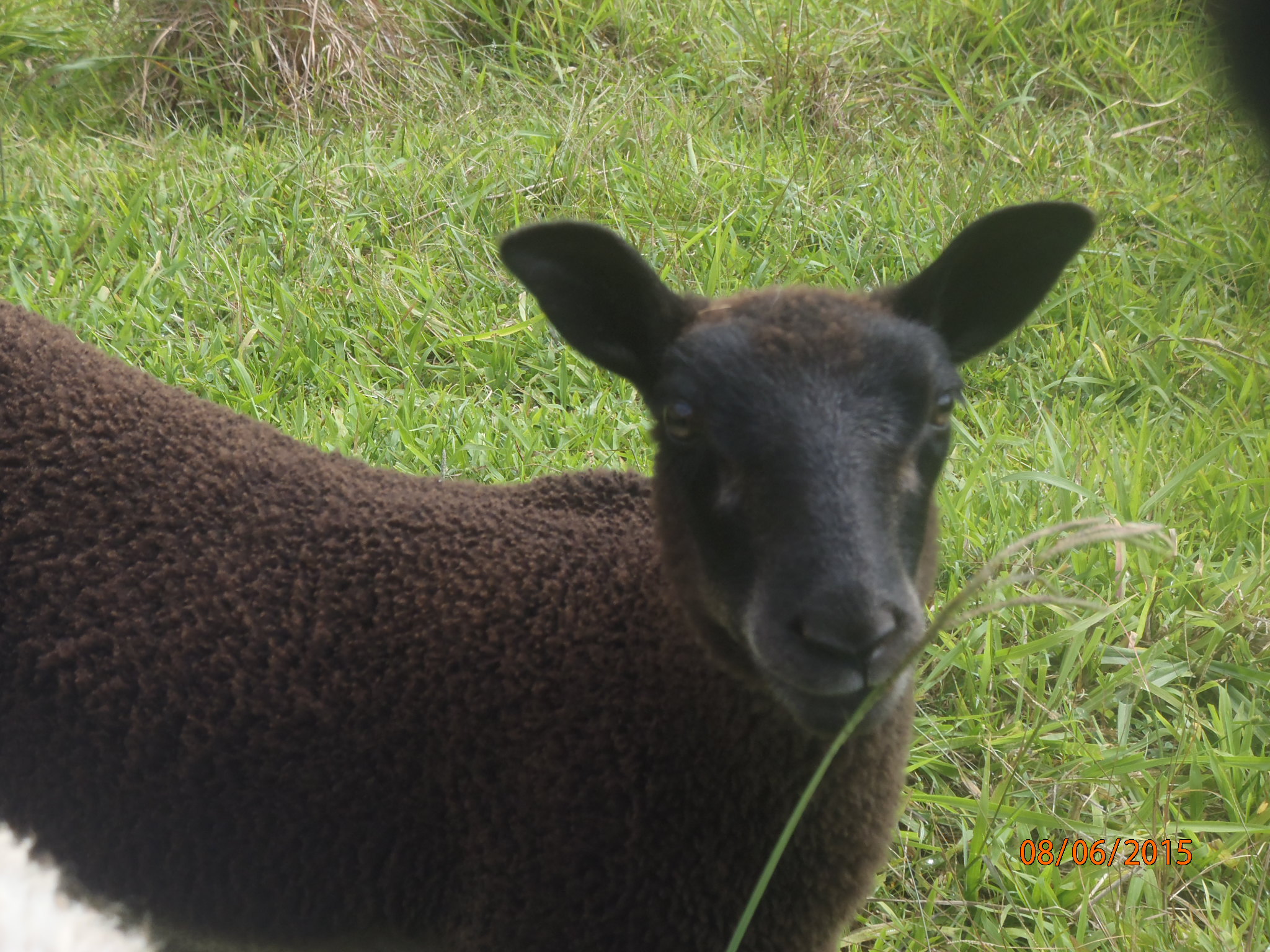 Treat's 1st born ewe lamb