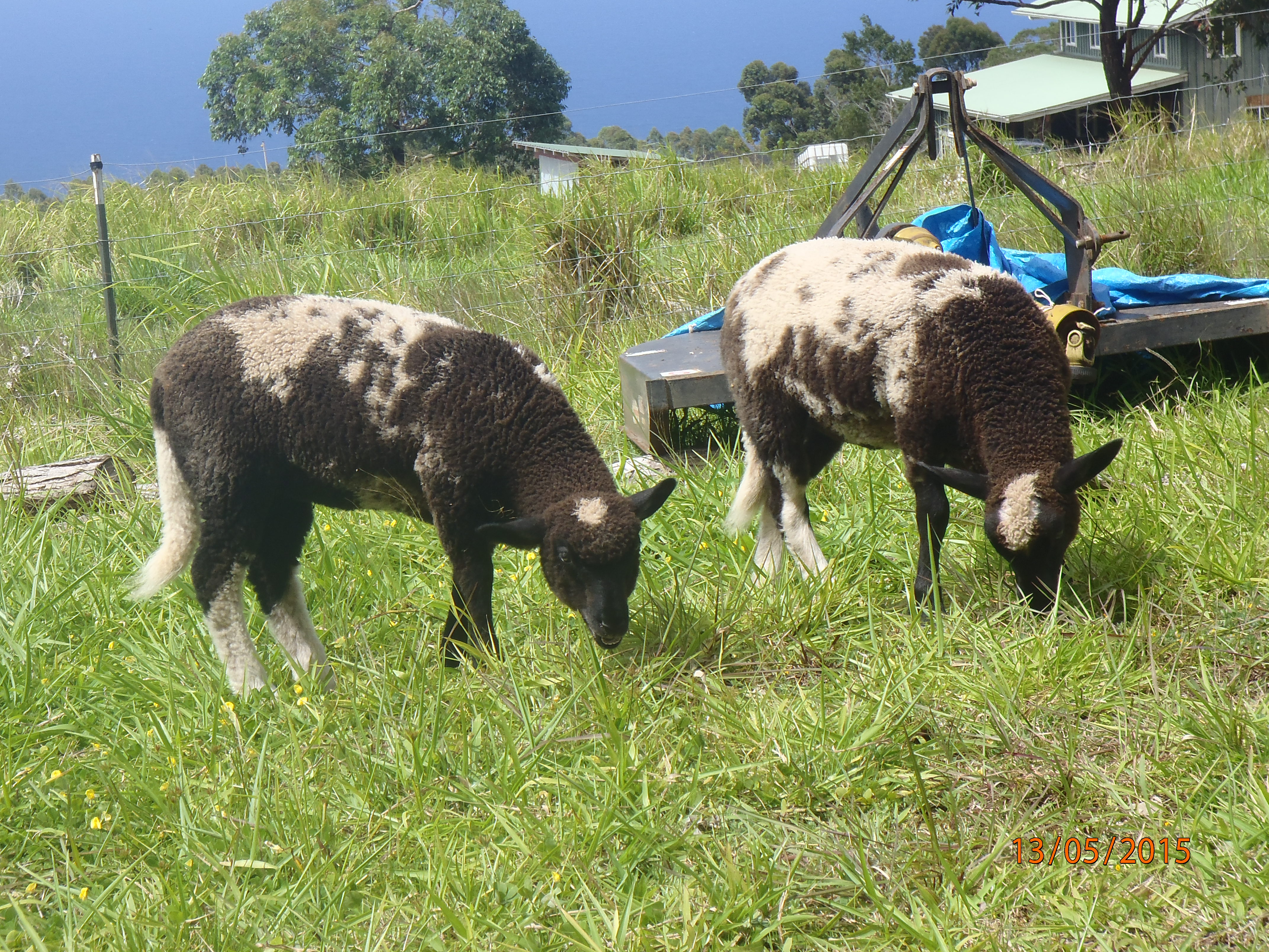 Forest's Twin Ewes
