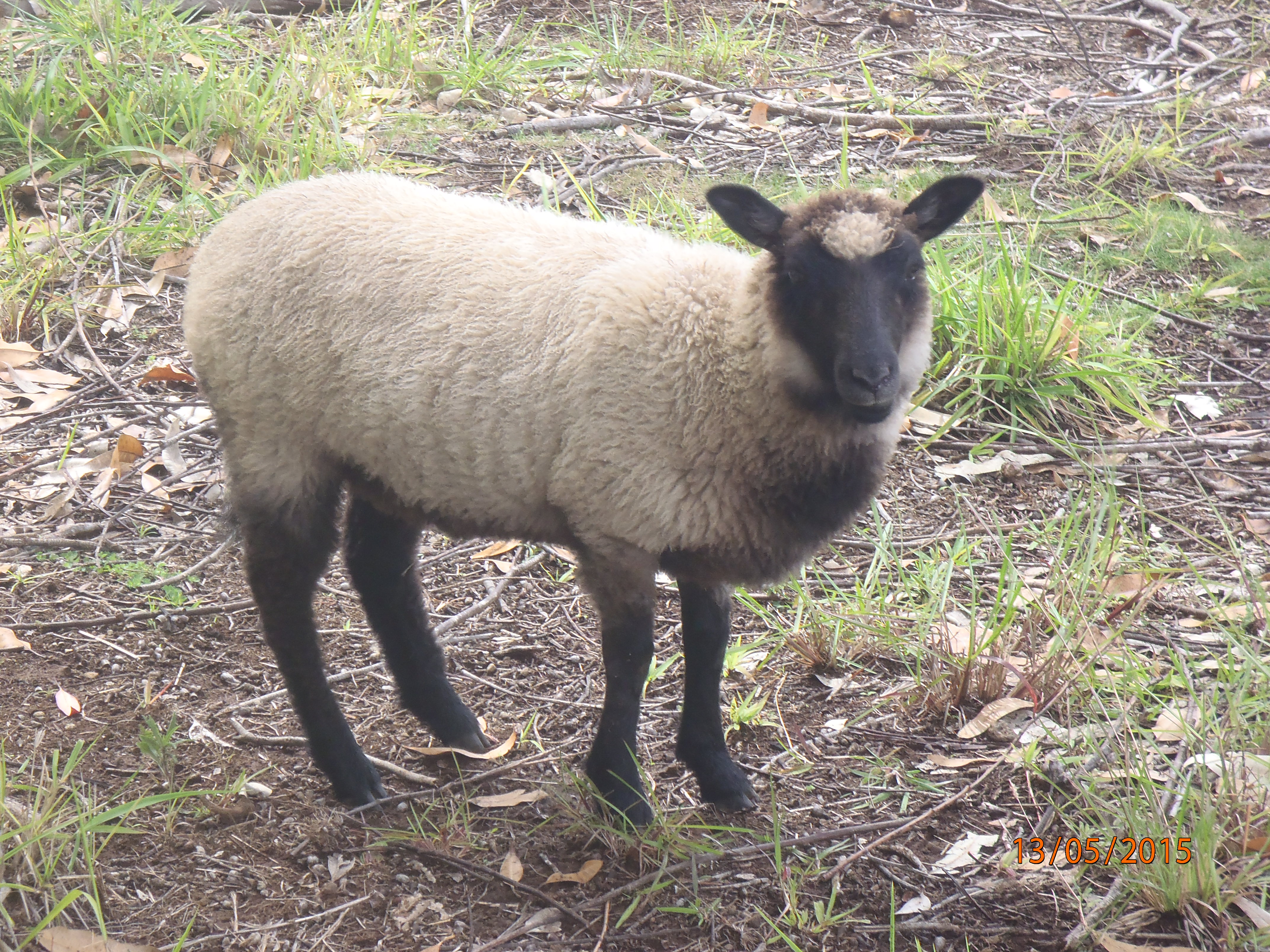 Freesia's lamb
