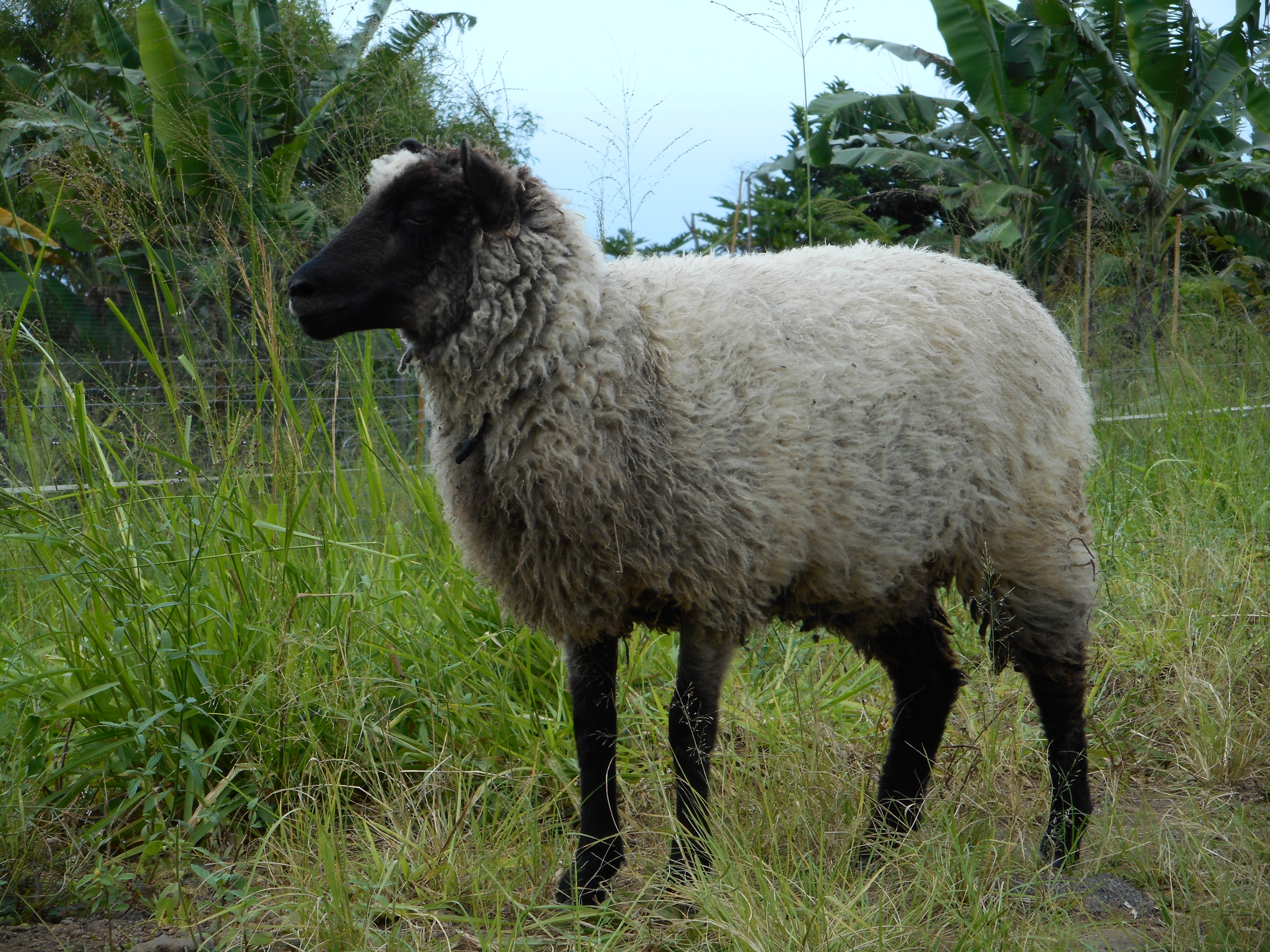 Freesia's ewe lamb