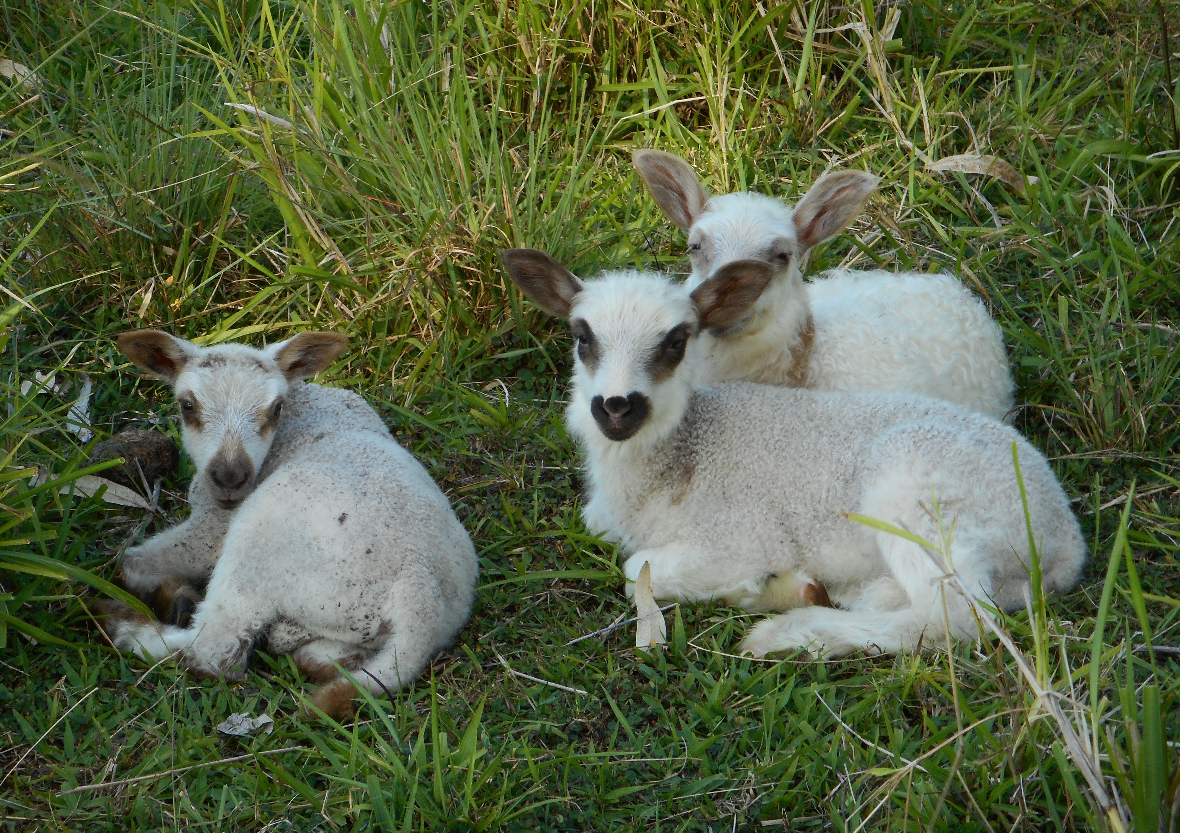 Cute little lambs