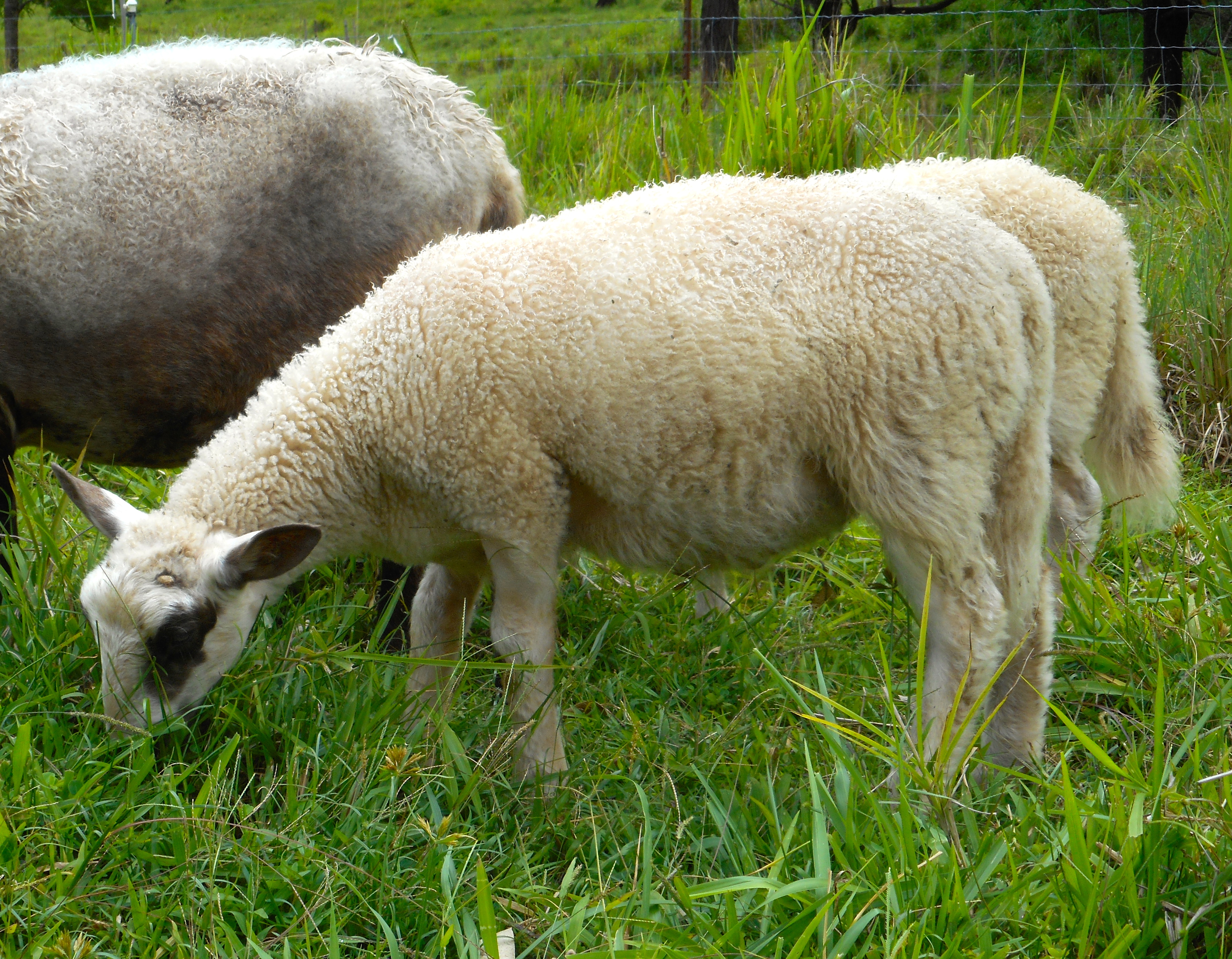 Chip's ram lamb