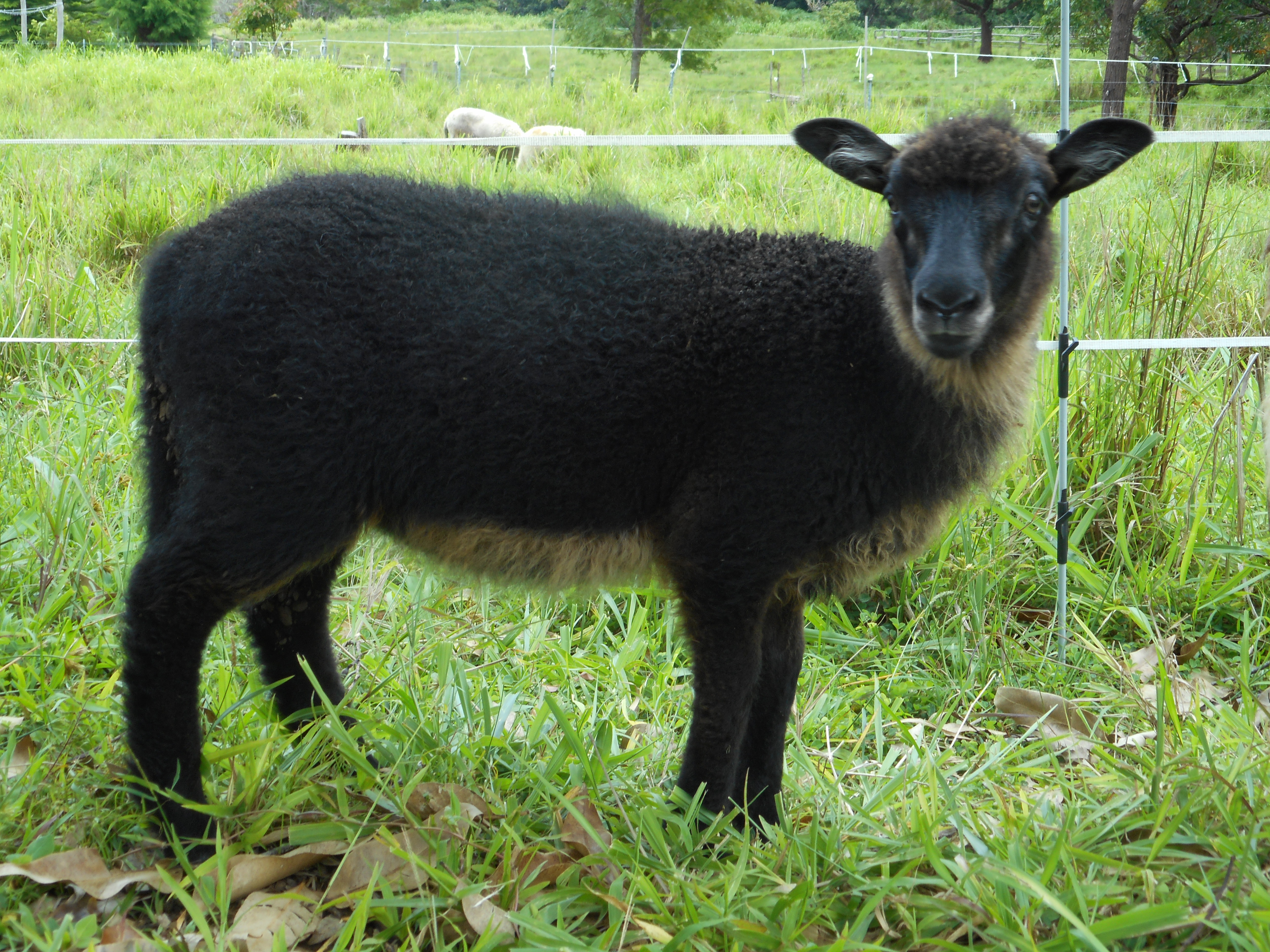 Black and tan ram lamb