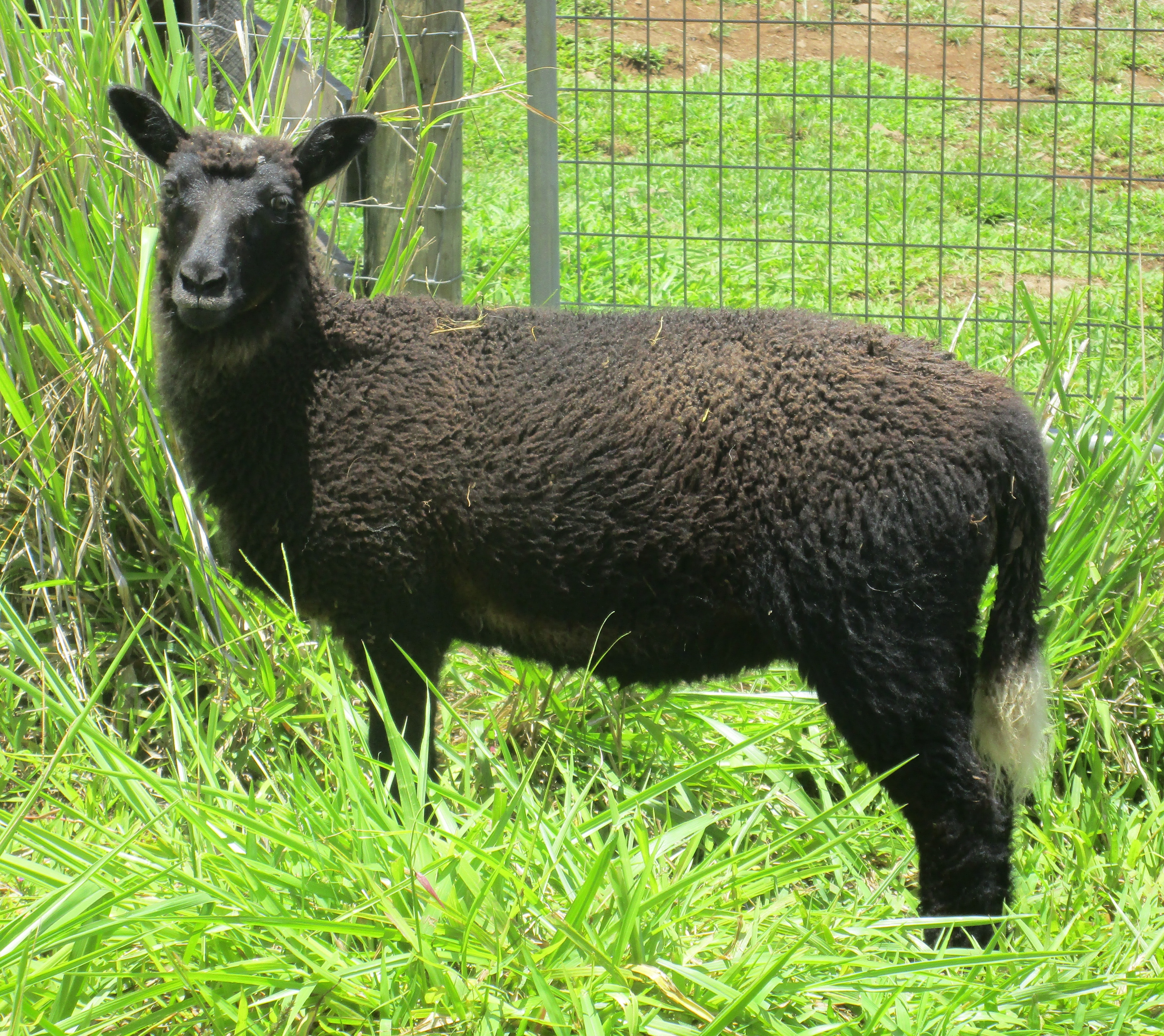 Photo of Forest's ewe lamb