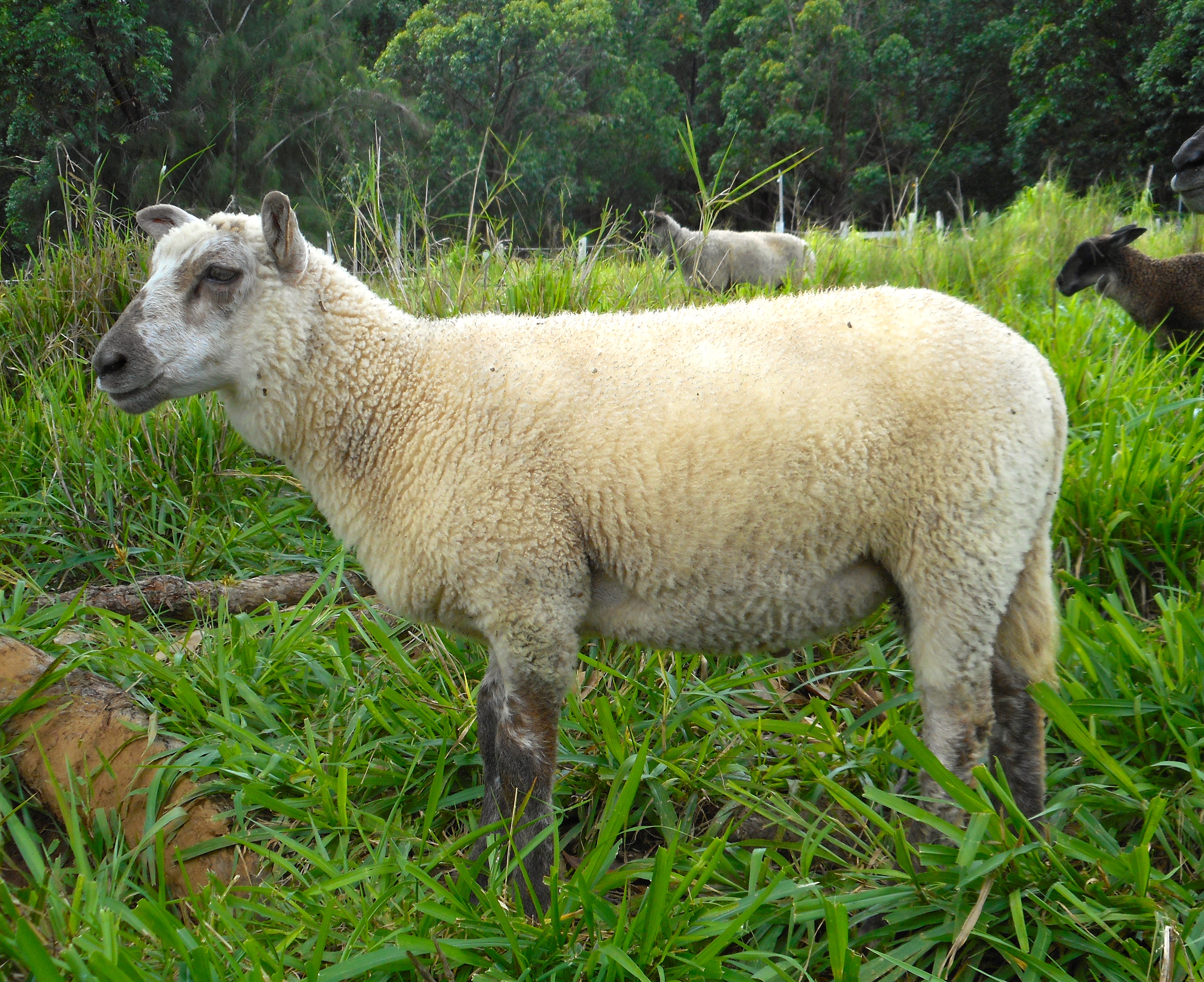 2nd born ram lamb