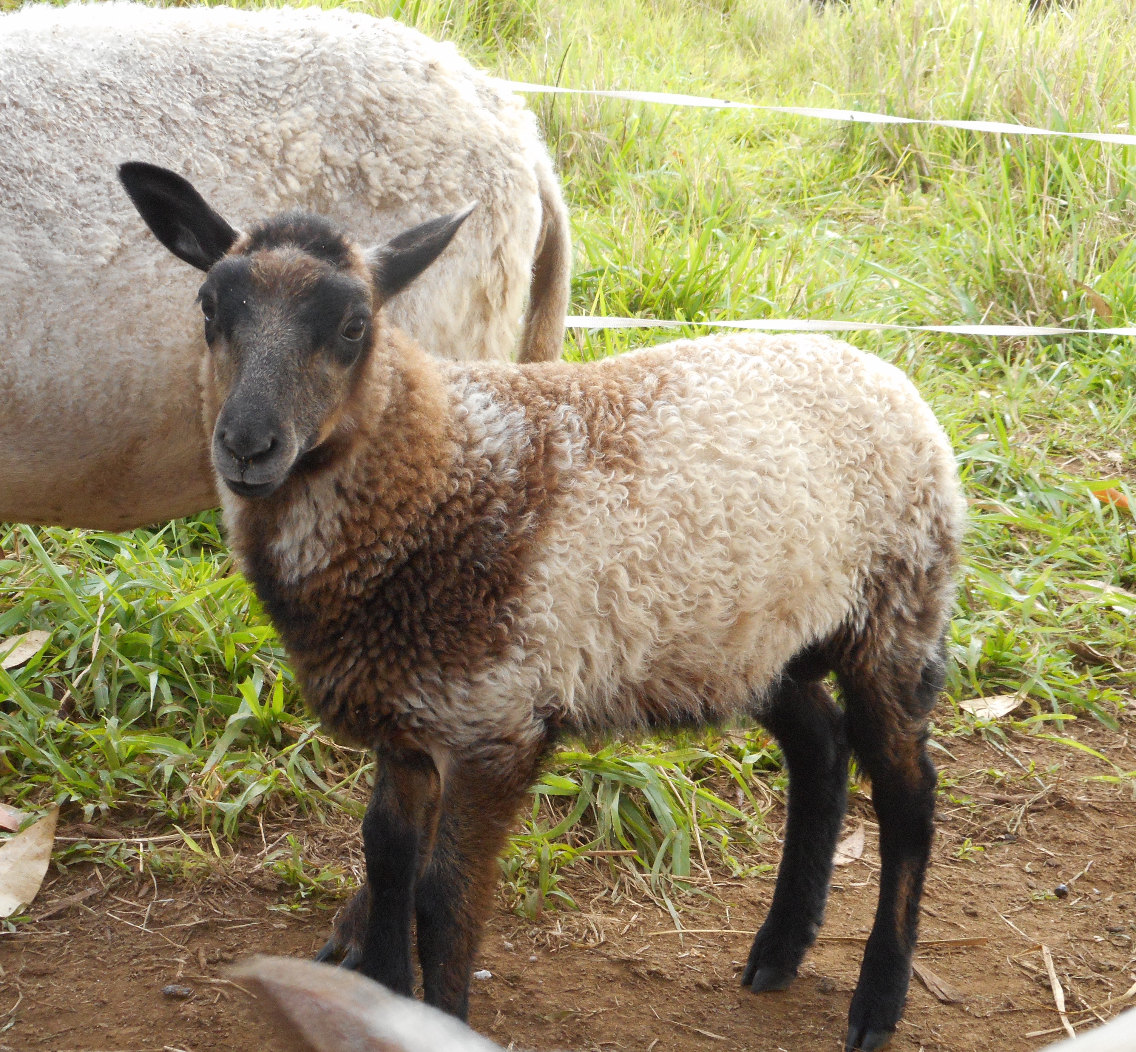1st born ram lamb