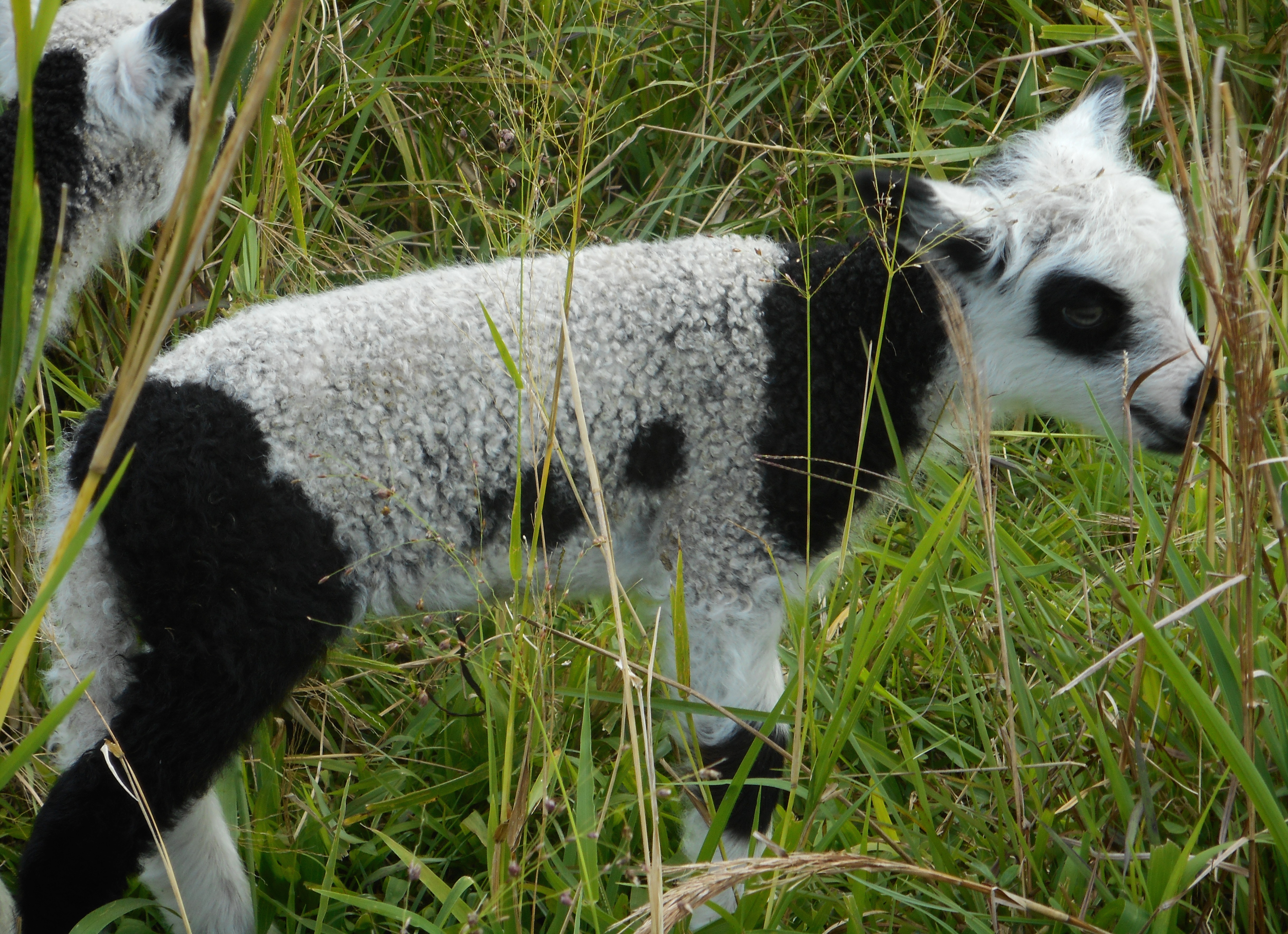 May's 1st born lamb