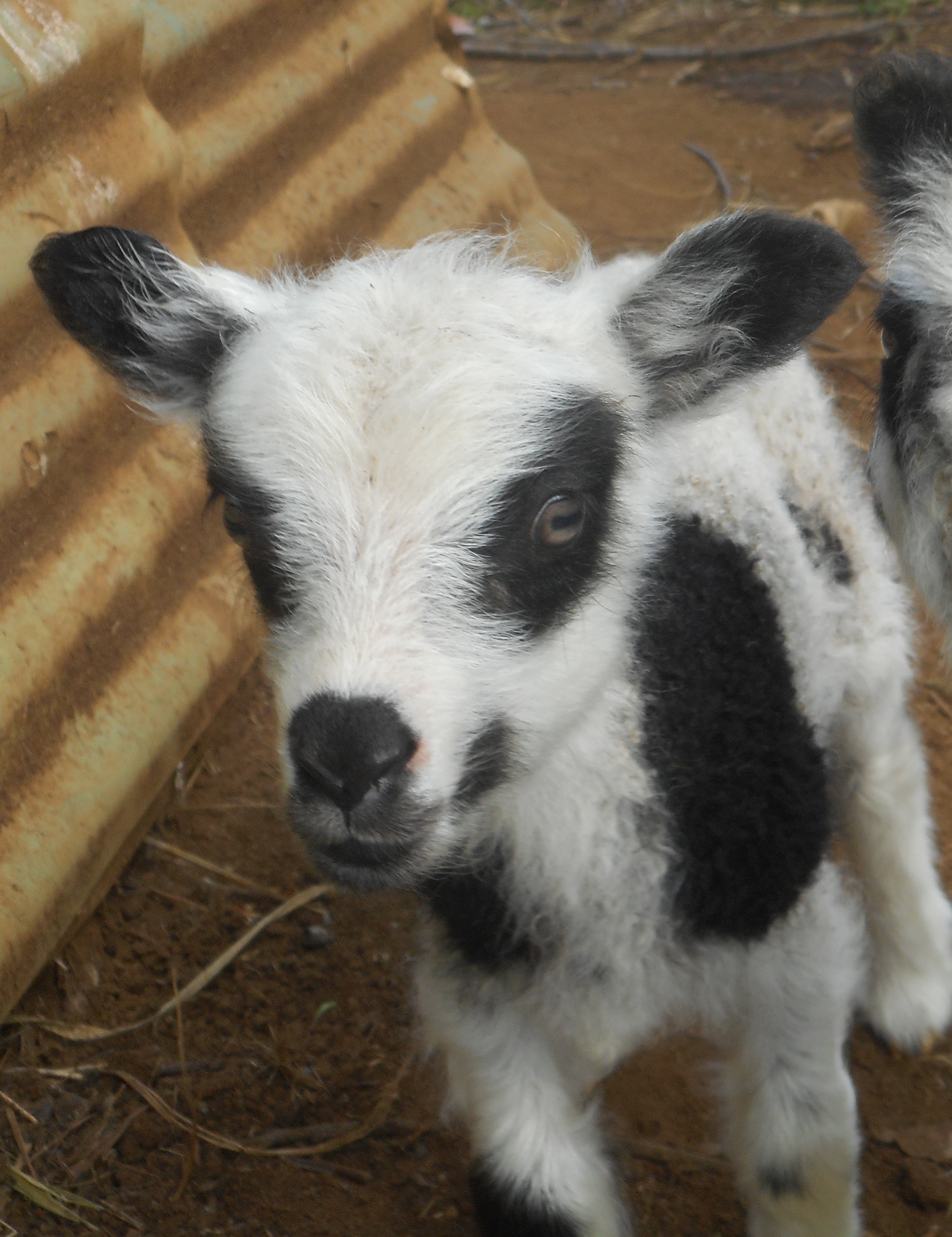 May's 1st born ewe lamb